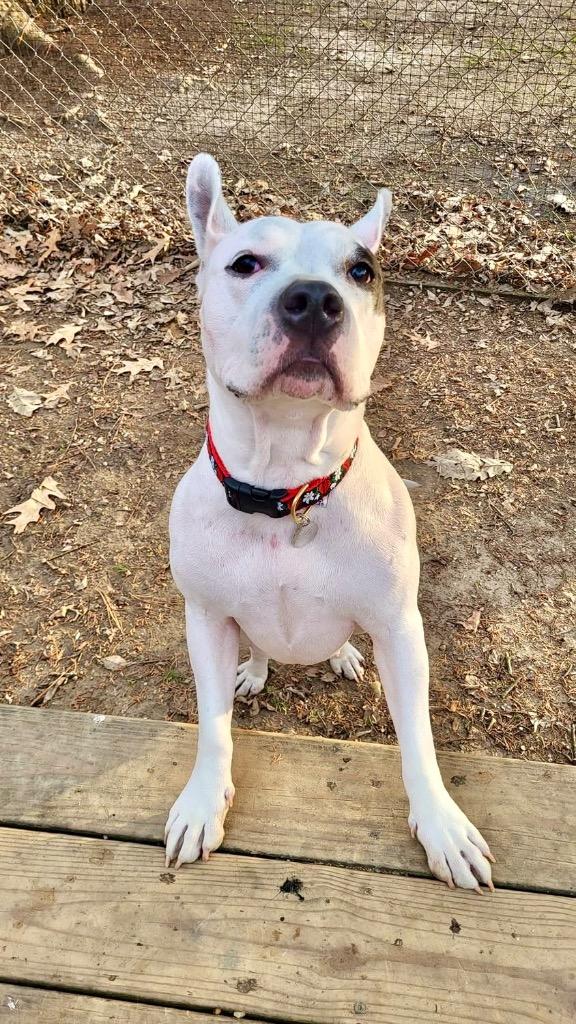 Princess, Adoptable, Adult Female Mixed Breed.