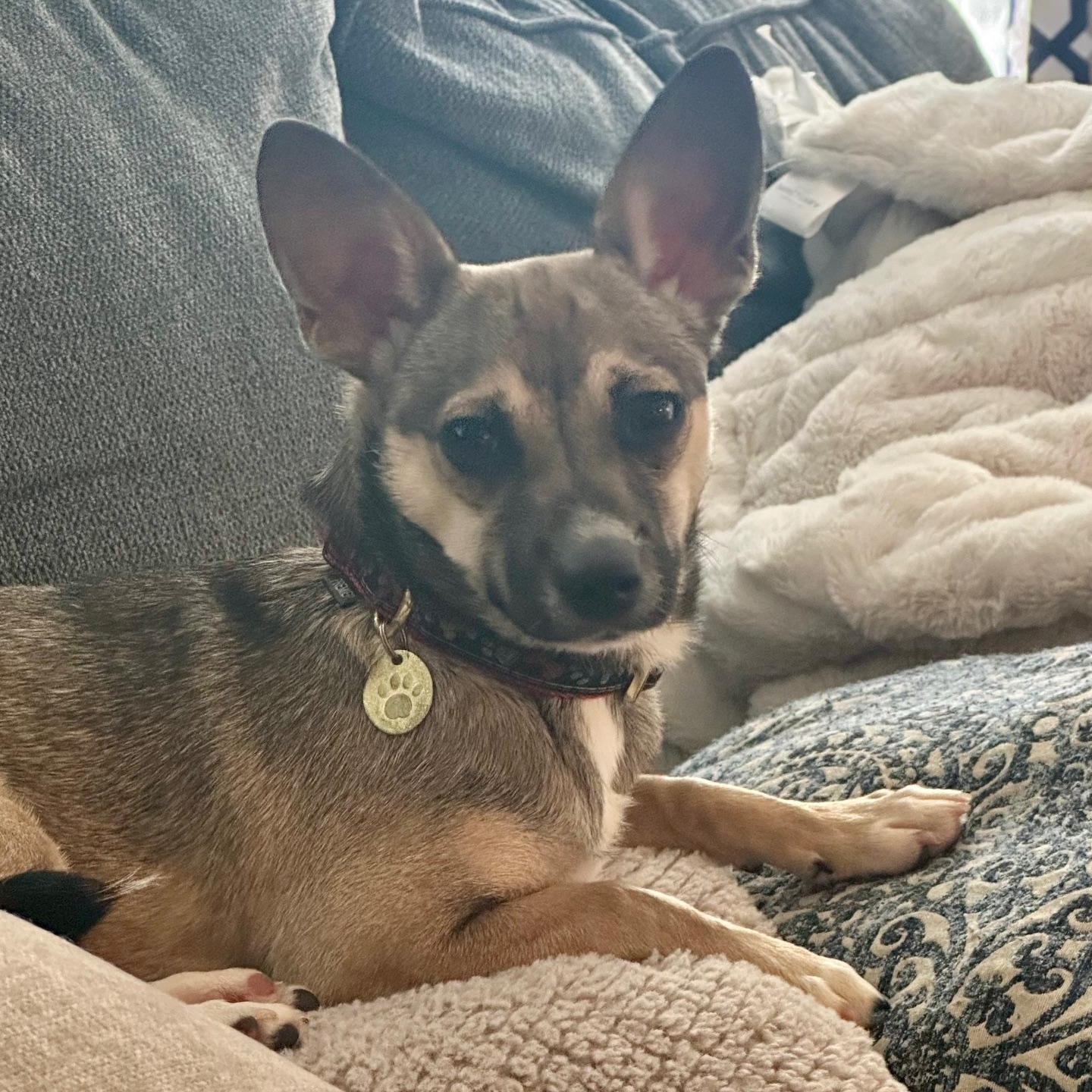 Enlarge Stassi, a ADOPTABLE mixed breed in Richmond, VA image 3/5