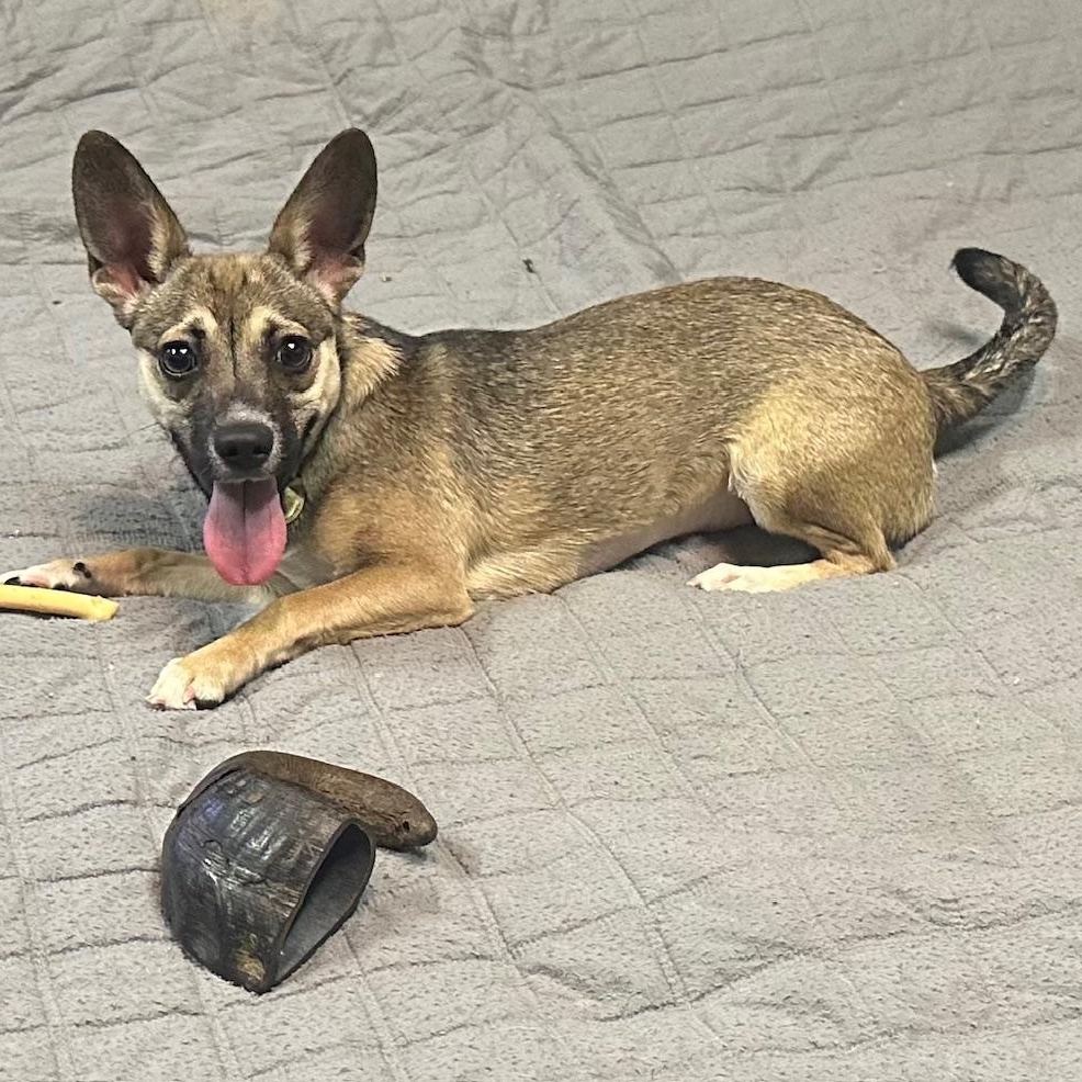 Enlarge Stassi, a ADOPTABLE mixed breed in Richmond, VA image 4/5