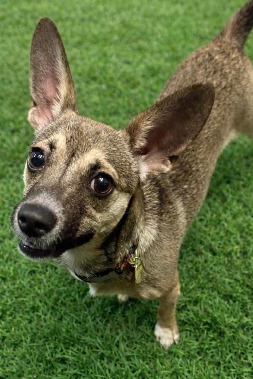 Enlarge Stassi, a ADOPTABLE mixed breed in Richmond, VA image 1/5