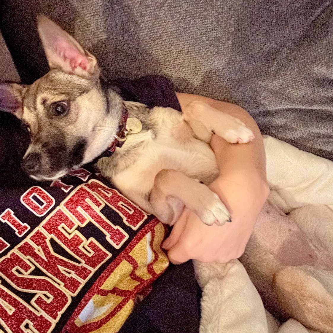 Enlarge Stassi, a ADOPTABLE mixed breed in Richmond, VA image 5/5