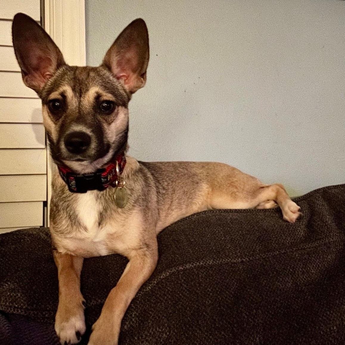 Enlarge Stassi, a ADOPTABLE mixed breed in Richmond, VA image 2/5