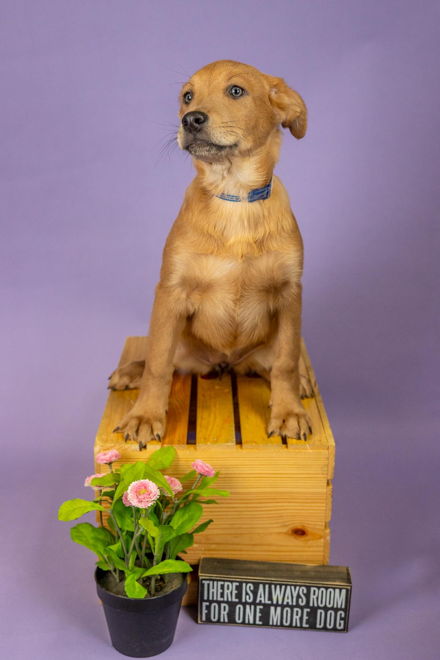 Enlarge 157-26, an adopted mixed breed in Brighton, CO image 1/1