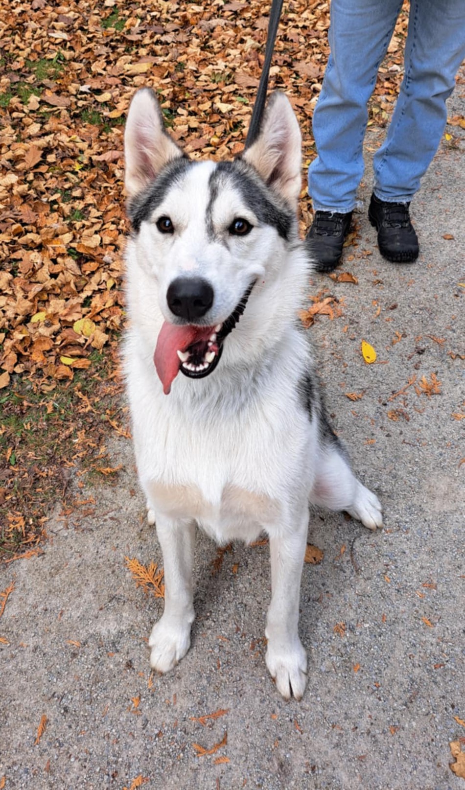 Konjo, an adoptable Siberian Husky in Palgrave, ON, L0N 1P0 | Photo Image 3
