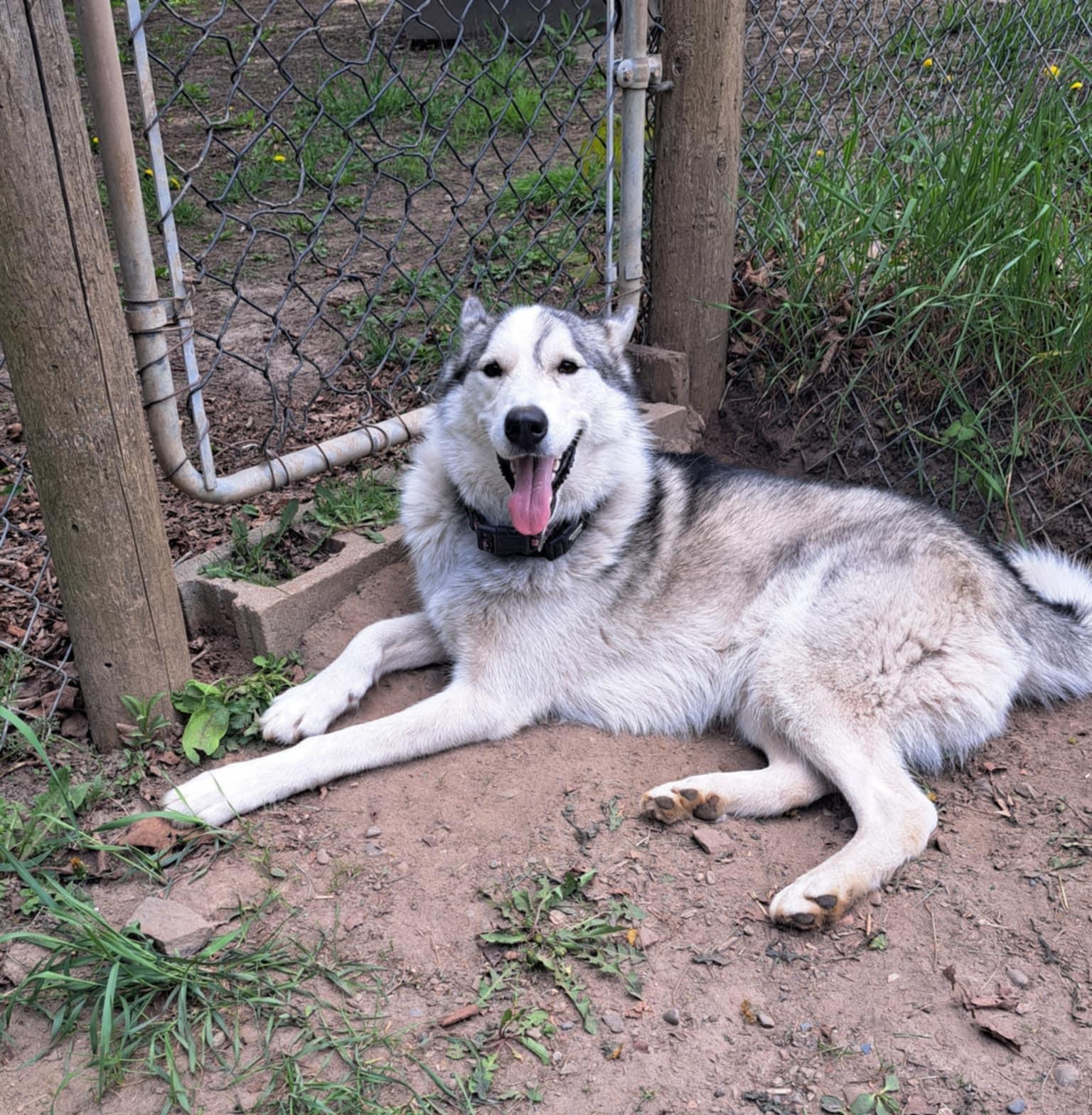 Konjo, an adoptable Siberian Husky in Palgrave, ON, L0N 1P0 | Photo Image 2