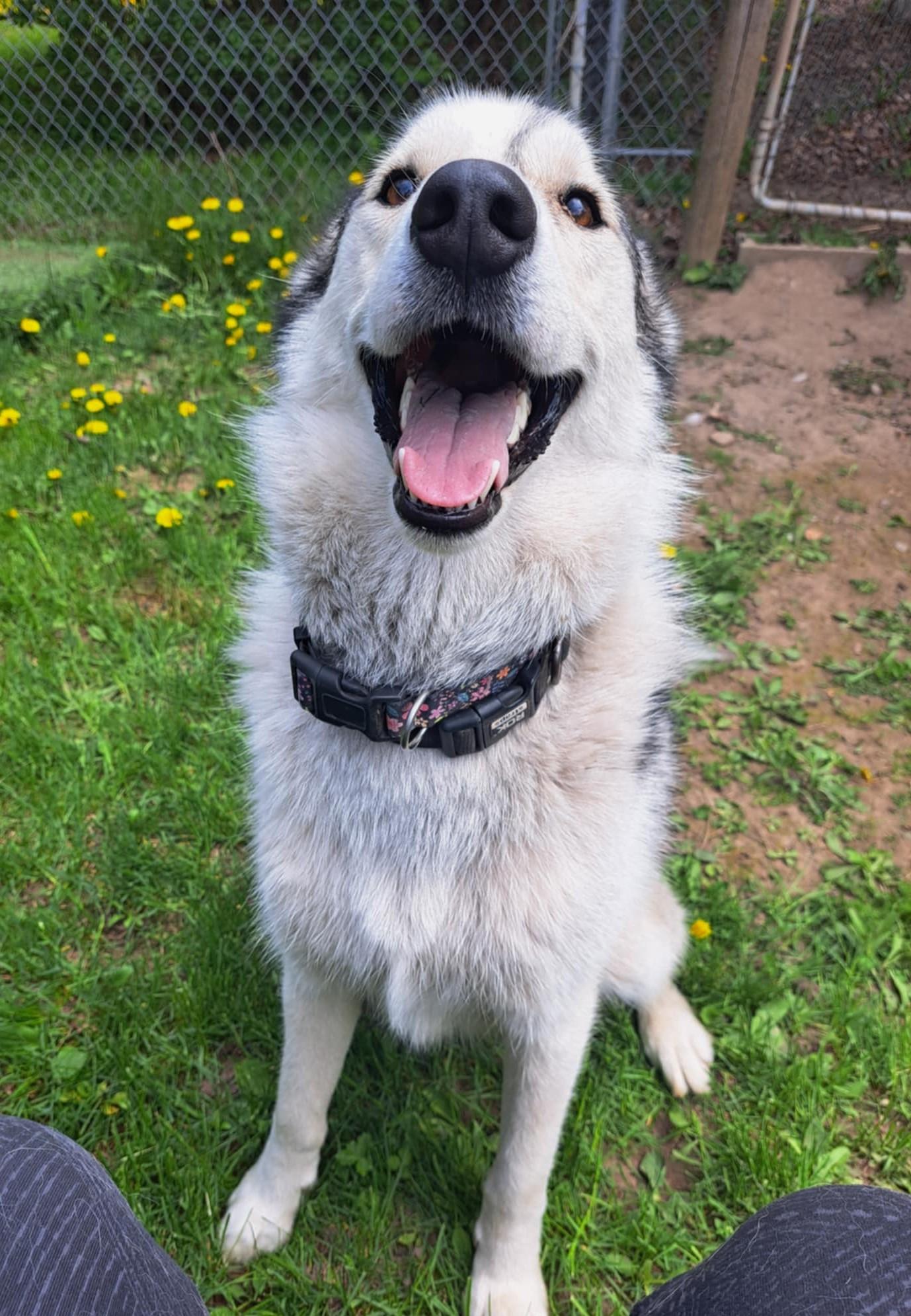 Konjo, an adoptable Siberian Husky in Palgrave, ON, L0N 1P0 | Photo Image 1