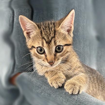 Fernando, Baby Male Domestic Short Hair
