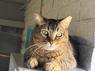 Enlarge Hammie, an adoptable Tabby in Phoenix, AZ image 1/3