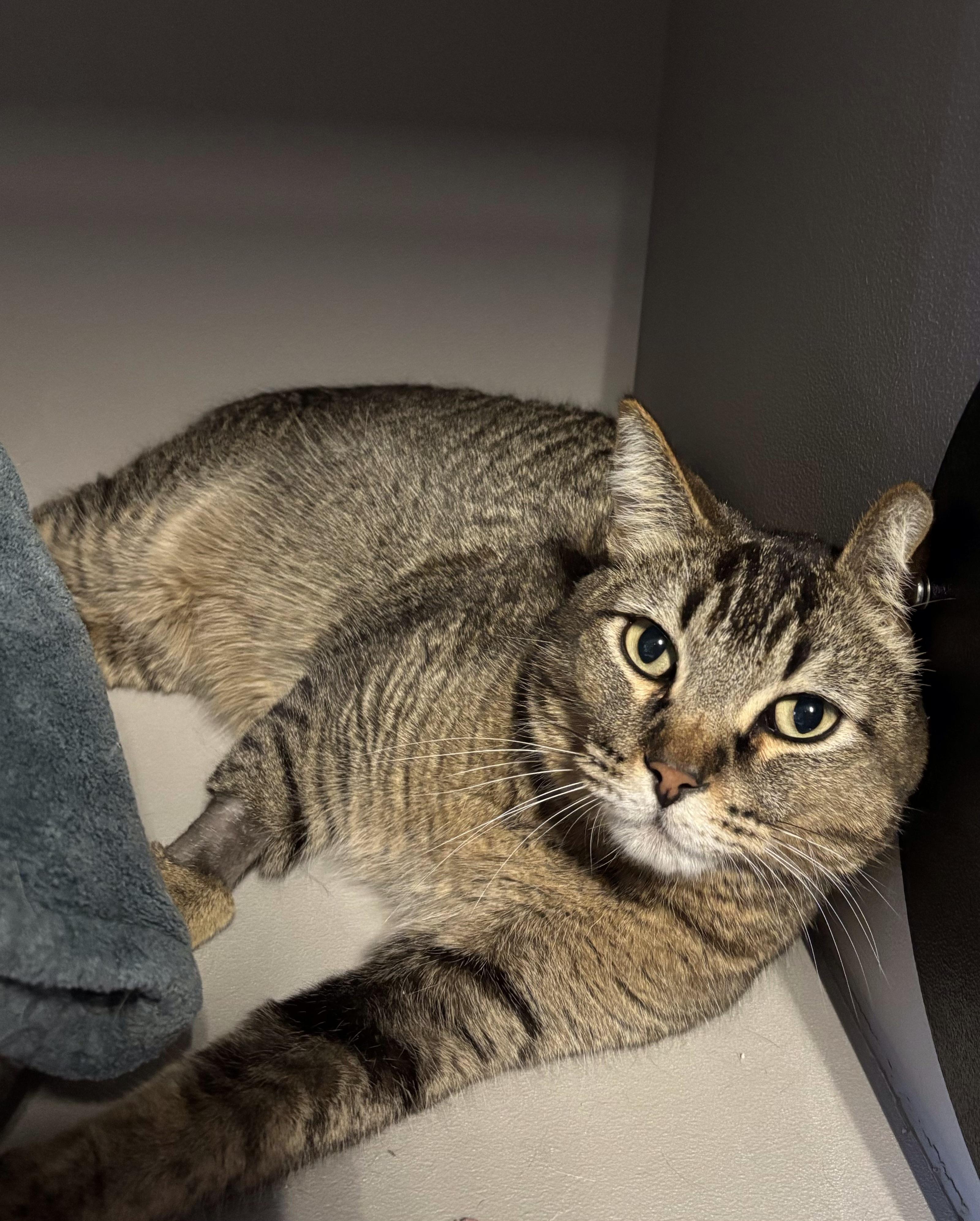 Enlarge Hammie, an adoptable Tabby in Phoenix, AZ image 2/2