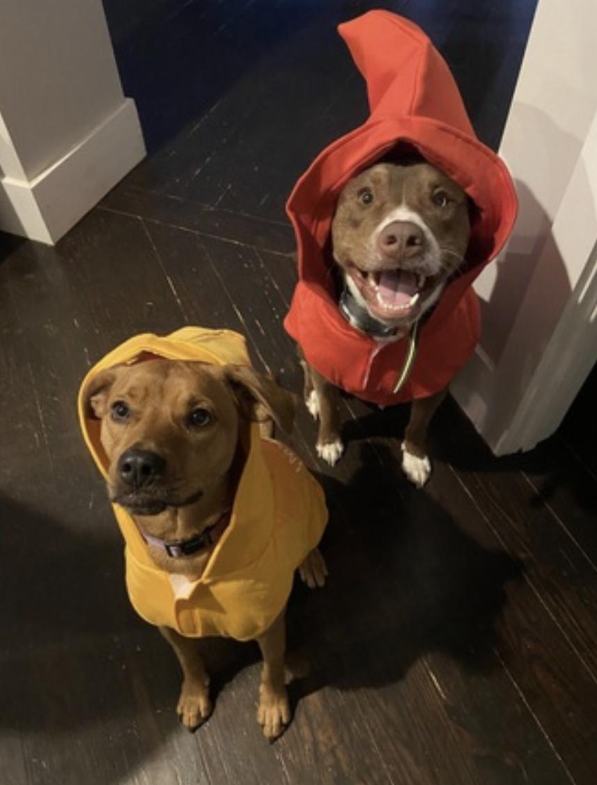 Mo, a Adoptable mixed breed in Atlanta, GA image 4/6