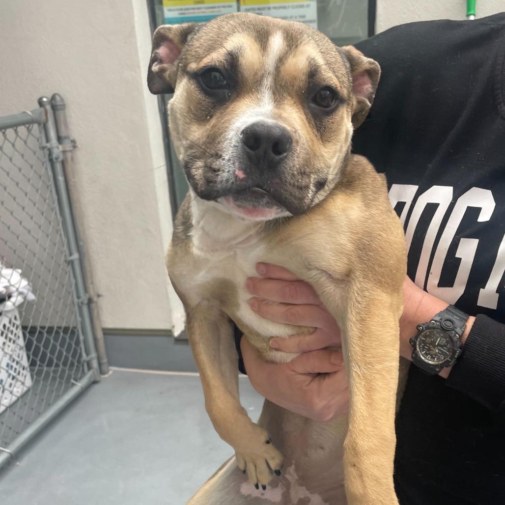 Molly, Adoptable, Young Female Pit Bull Terrier.