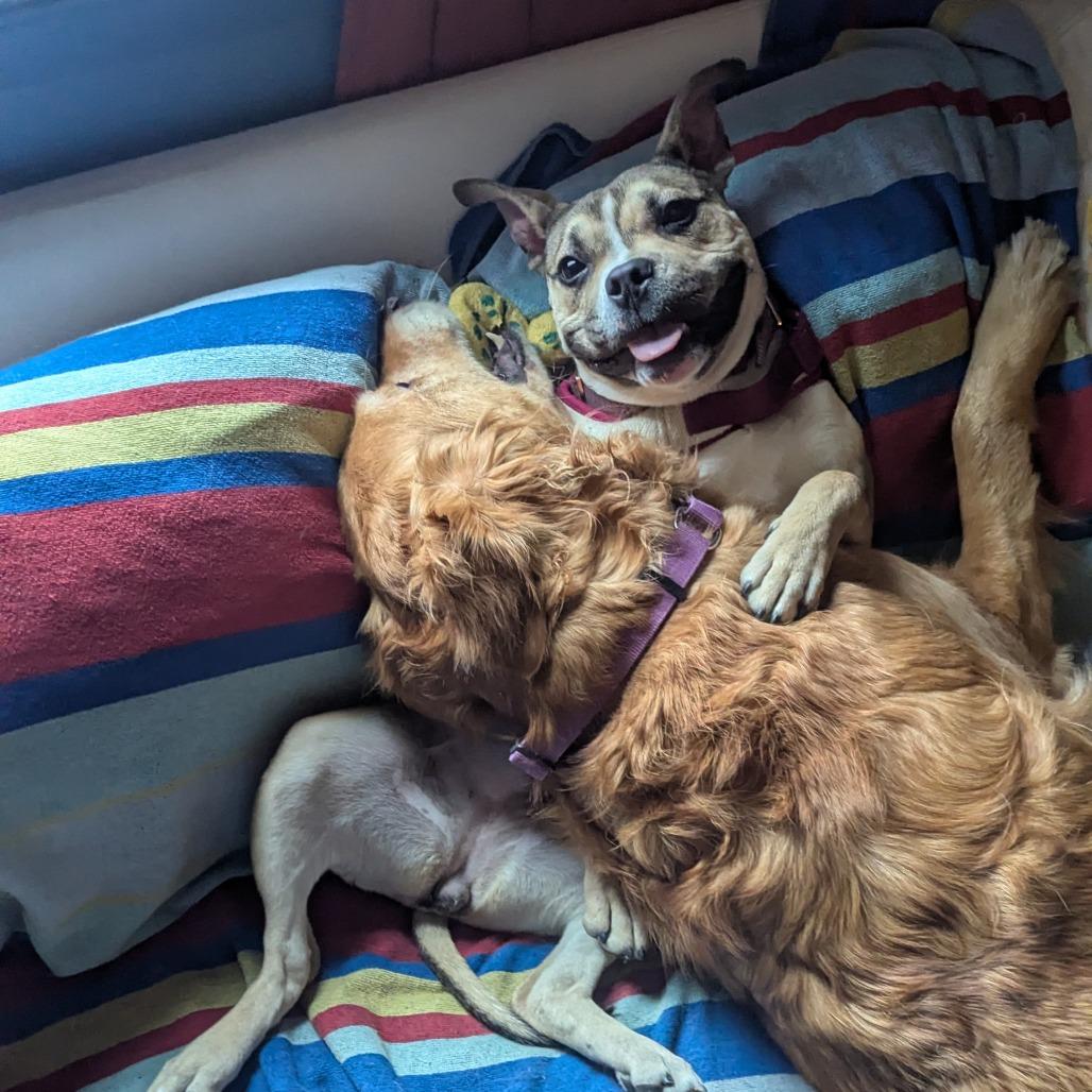 Enlarge Molly, a Adoptable Pit Bull Terrier in Philadelphia, PA image 3/6