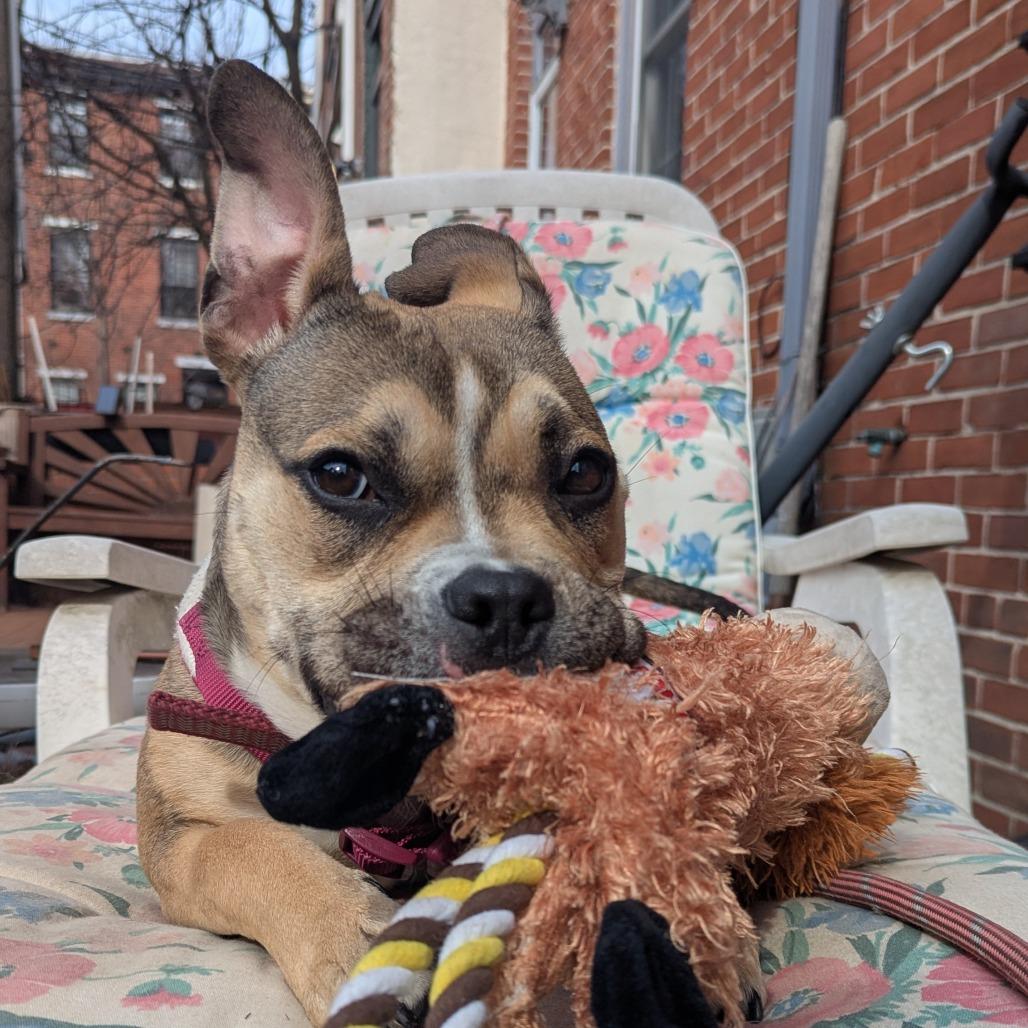 Enlarge Molly, a Adoptable Pit Bull Terrier in Philadelphia, PA image 6/6