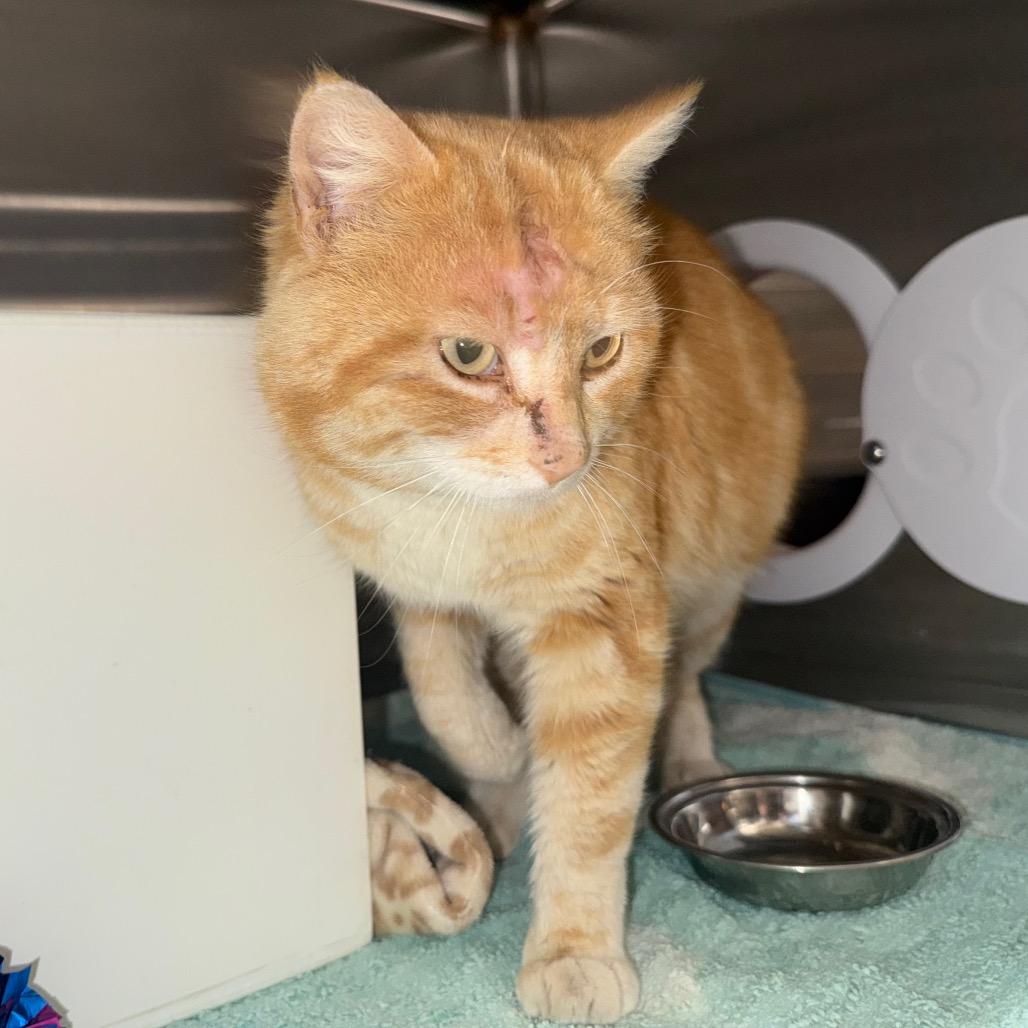 Enlarge Buffy, a Adoptable Domestic Short Hair in Cedaredge, CO image 1/2