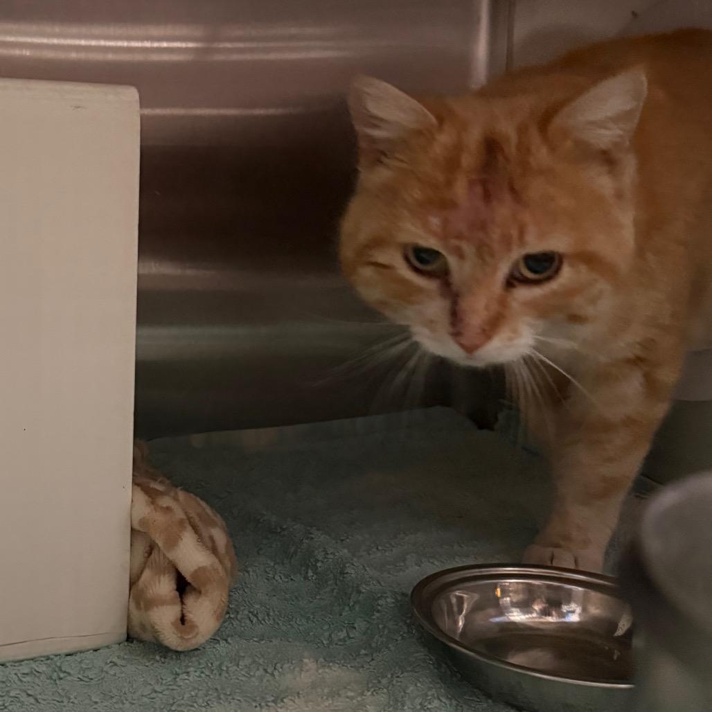 Enlarge Buffy, a Adoptable Domestic Short Hair in Cedaredge, CO image 2/2