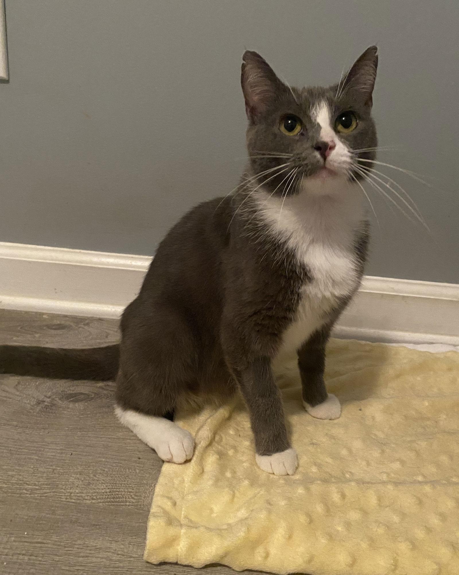 Enlarge Jenny - Must Apply in Person !, a Adoptable mixed breed in Georgetown, KY image 1/1