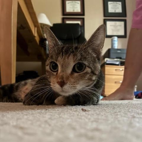 Enlarge Tina, a Adoptable Domestic Short Hair in Minneapolis, MN image 5/6