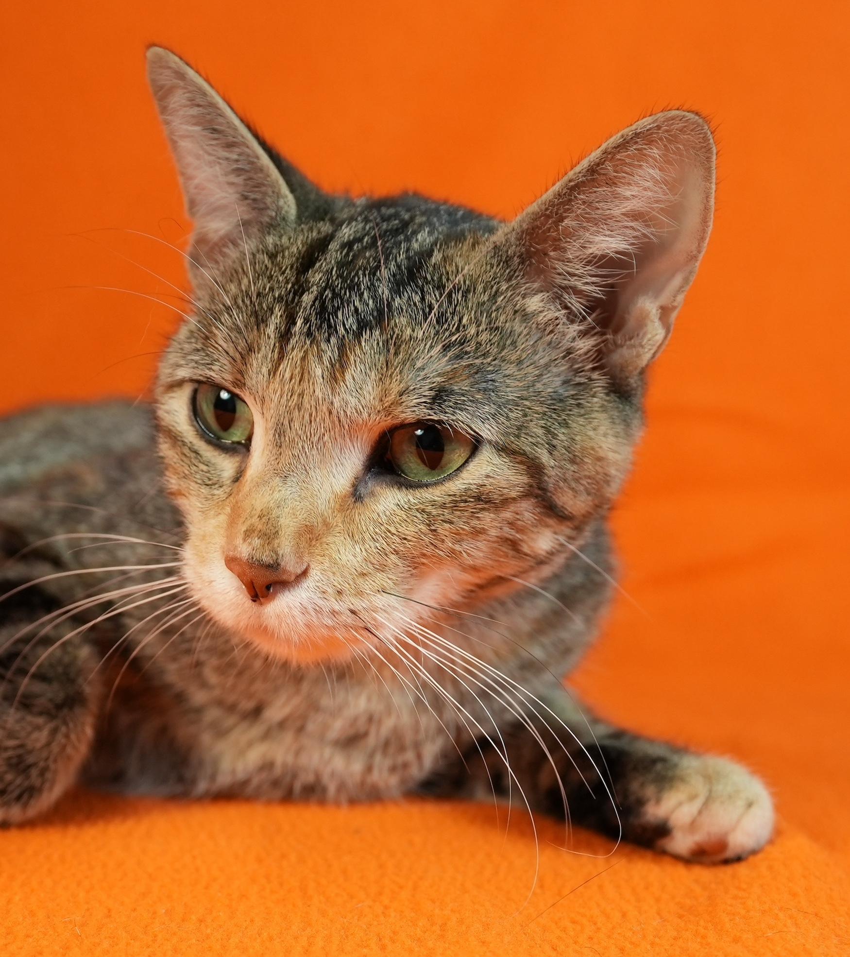 Enlarge Tina, a Adoptable Domestic Short Hair in Minneapolis, MN image 2/6