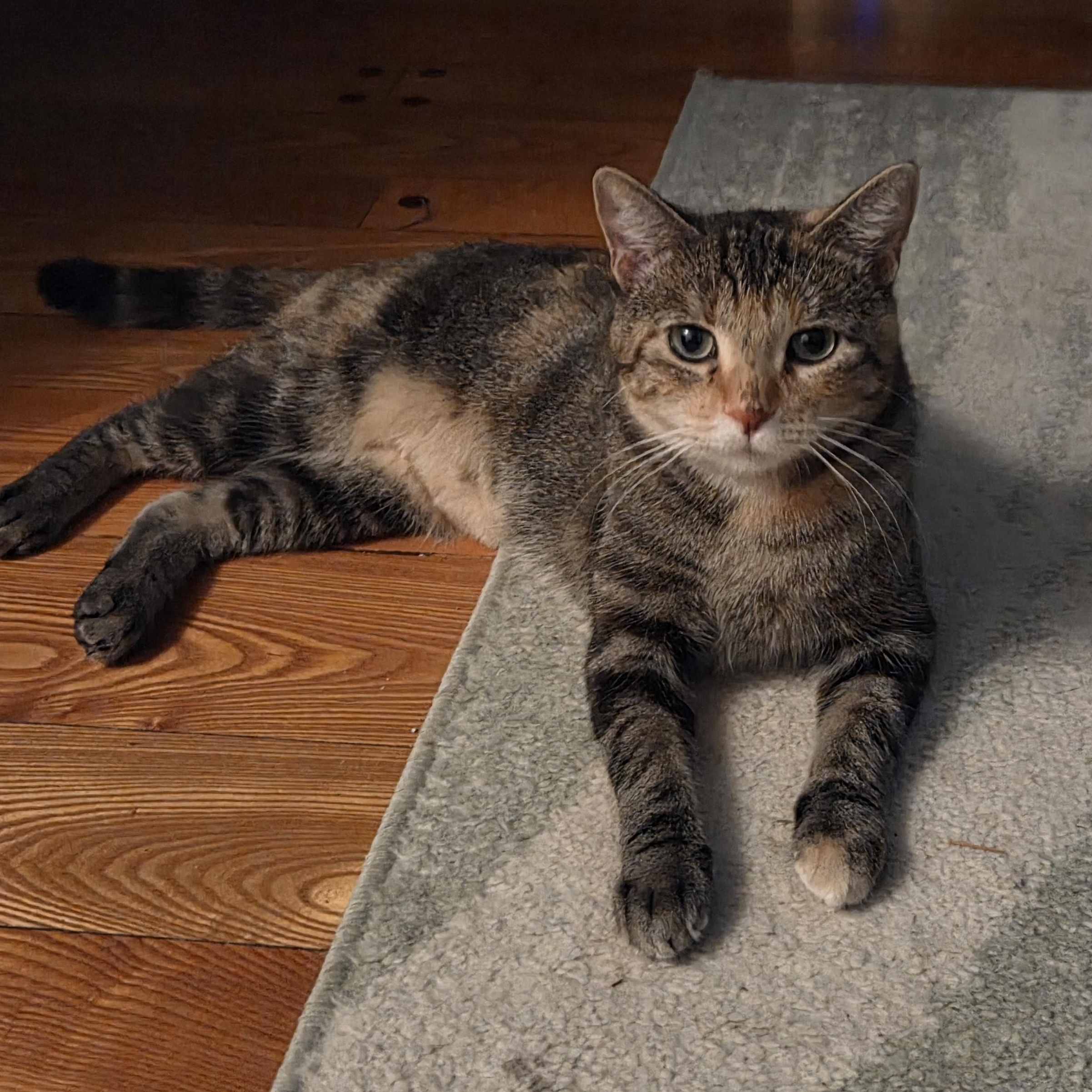 Enlarge Tina, a Adoptable Domestic Short Hair in Minneapolis, MN image 4/6