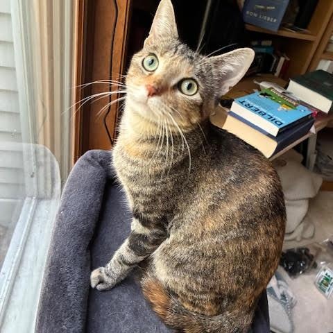 Enlarge Tina, a Adoptable Domestic Short Hair in Minneapolis, MN image 1/6