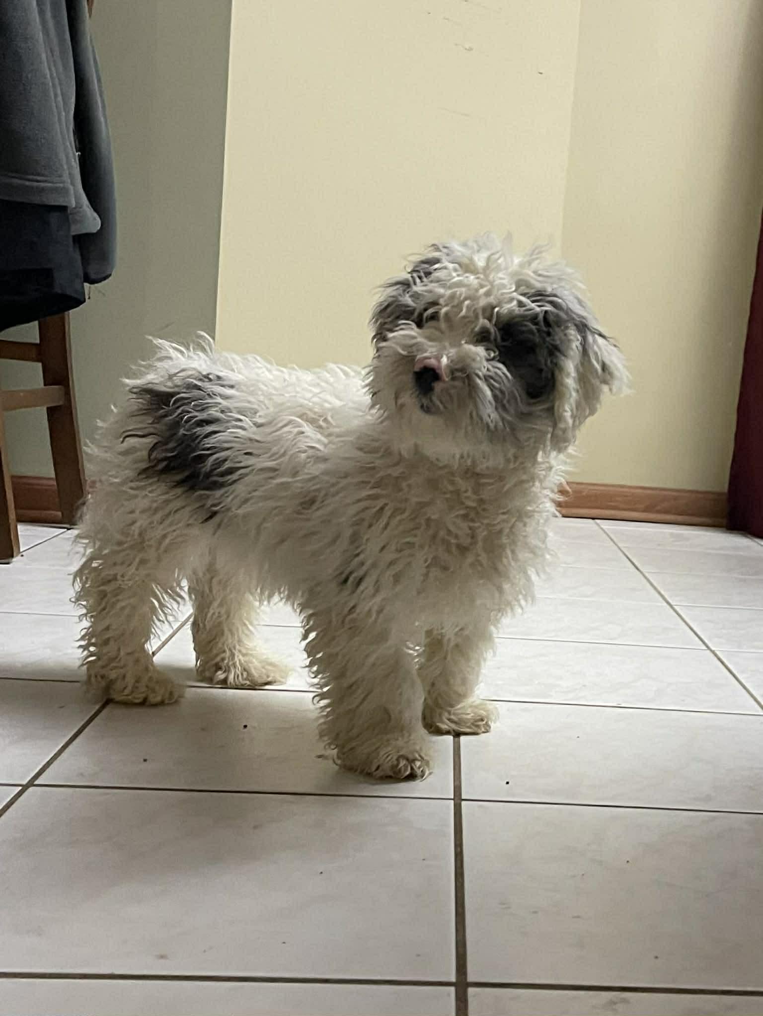 Enlarge Ralphie, a ADOPTABLE mixed breed in Brunswick, ME image 1/2