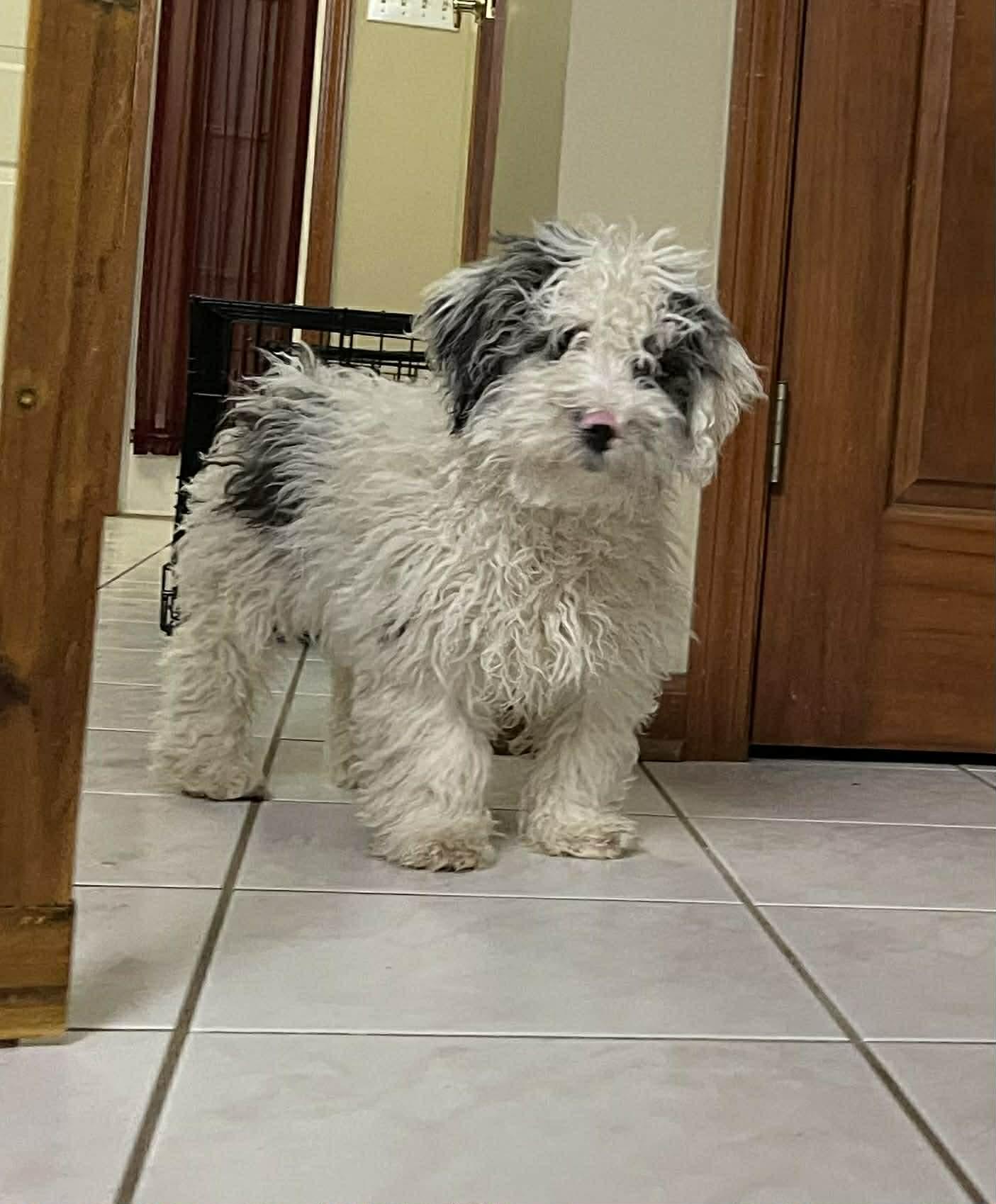 Enlarge Ralphie, a ADOPTABLE mixed breed in Brunswick, ME image 2/2