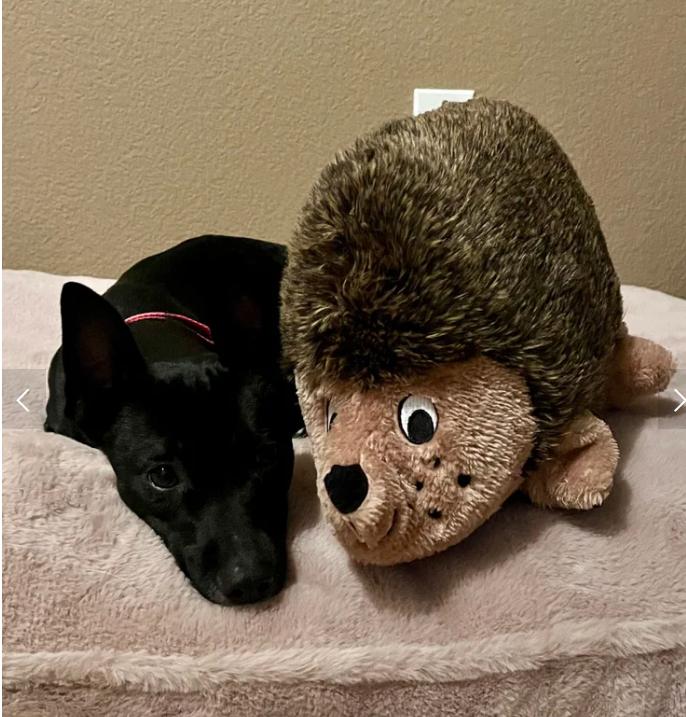 Enlarge Evie, a ADOPTABLE mixed breed in Davis, CA image 6/6