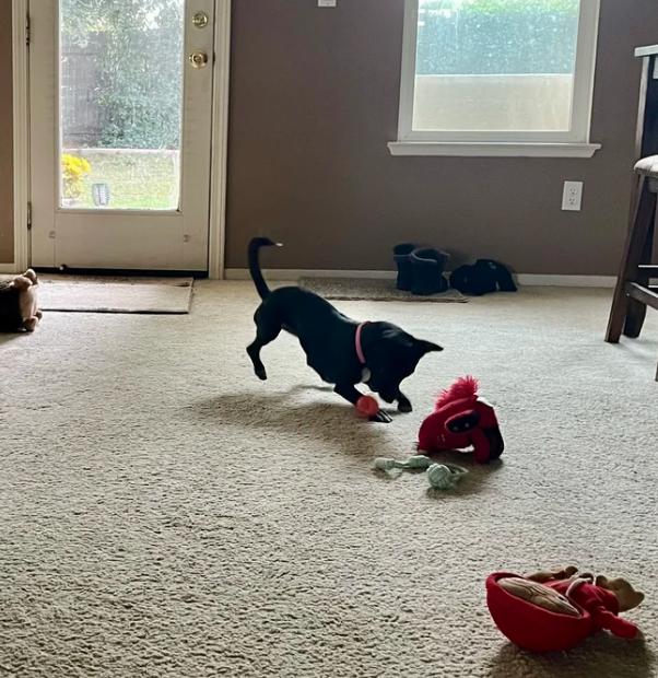 Enlarge Evie, a ADOPTABLE mixed breed in Davis, CA image 5/6