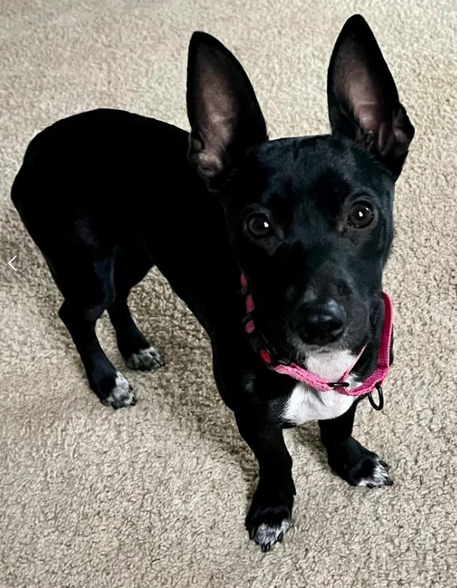Female Miniature Pinscher Mix, ADOPTABLE, Young Female Miniature Pinscher.