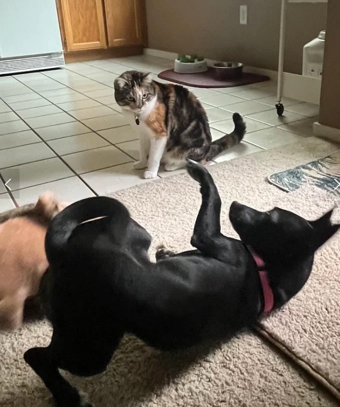 Enlarge Evie, a ADOPTABLE mixed breed in Davis, CA image 4/6