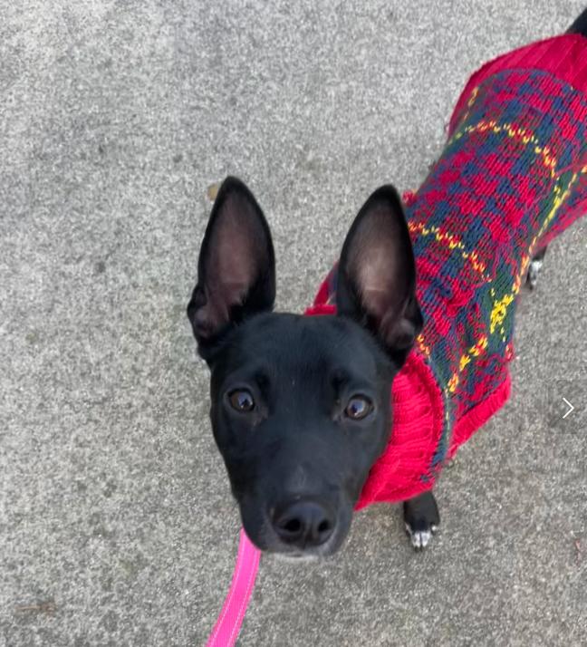 Evie, ADOPTABLE, Young Female Miniature Pinscher.