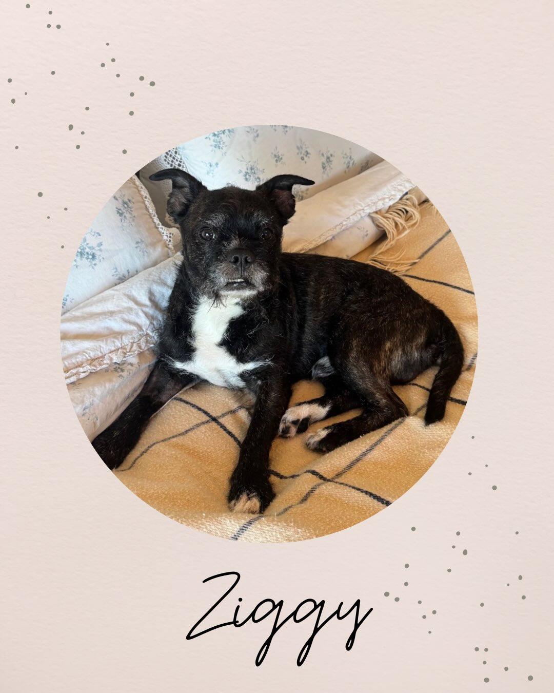 Enlarge ZIGGY, a ADOPTABLE mixed breed in Coquitlam, BC image 1/6