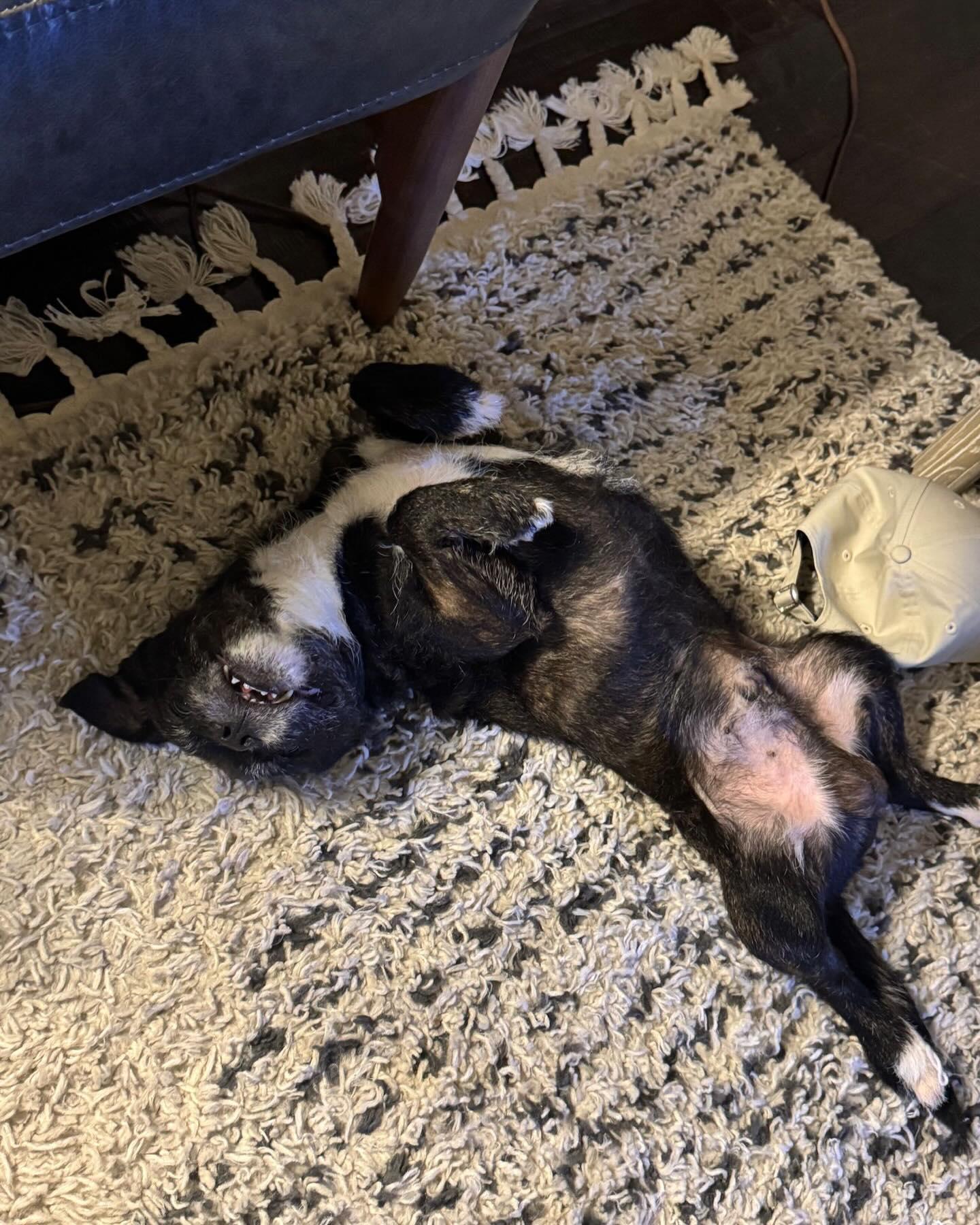 Enlarge ZIGGY, a ADOPTABLE mixed breed in Coquitlam, BC image 5/6