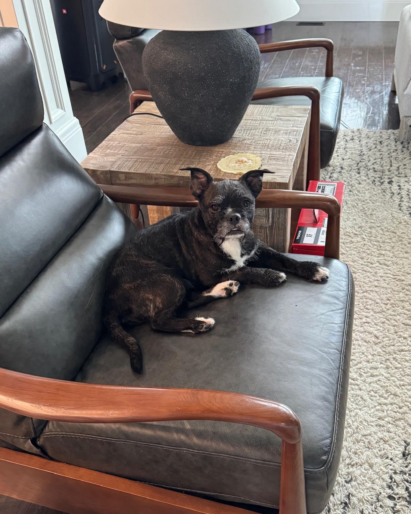 Enlarge ZIGGY, a ADOPTABLE mixed breed in Coquitlam, BC image 2/6