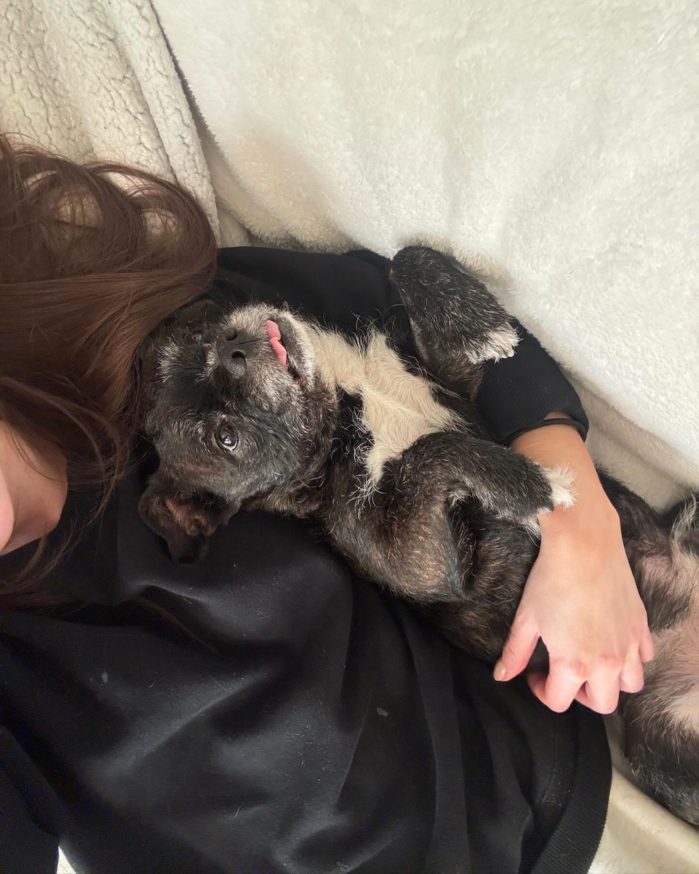 Enlarge ZIGGY, a ADOPTABLE mixed breed in Coquitlam, BC image 3/6