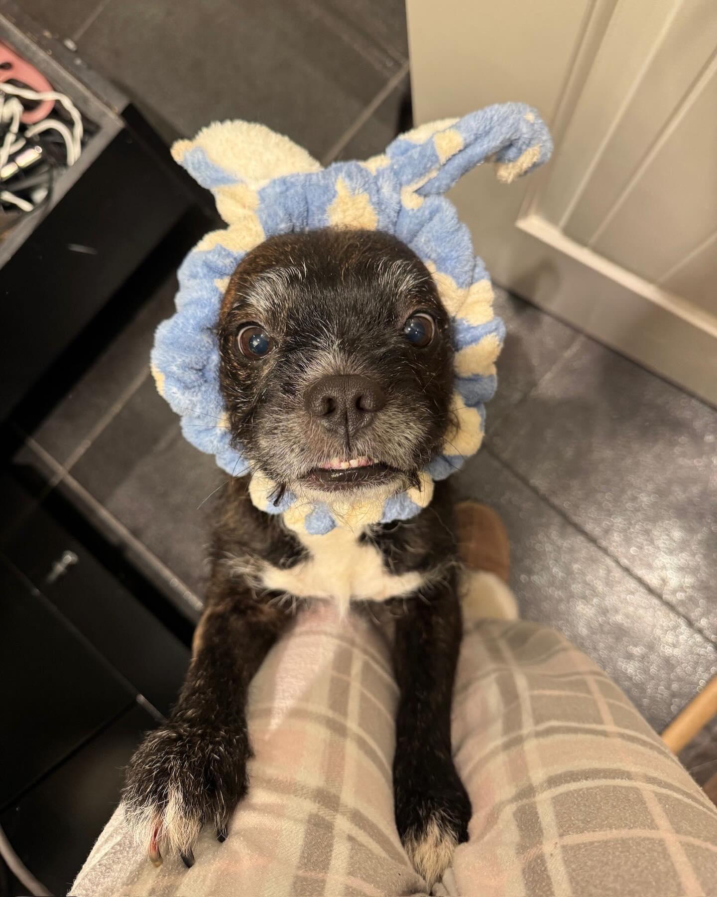 Enlarge ZIGGY, a ADOPTABLE mixed breed in Coquitlam, BC image 6/6