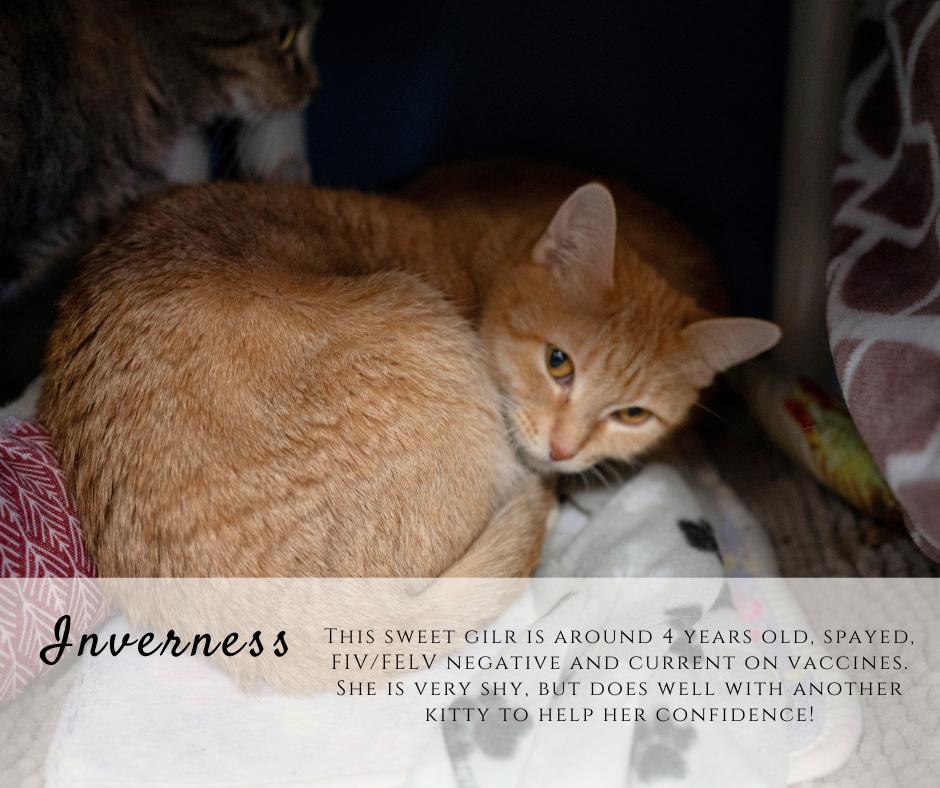 Enlarge Inverness, a ADOPTABLE Domestic Short Hair in Junction City, KS image 1/1