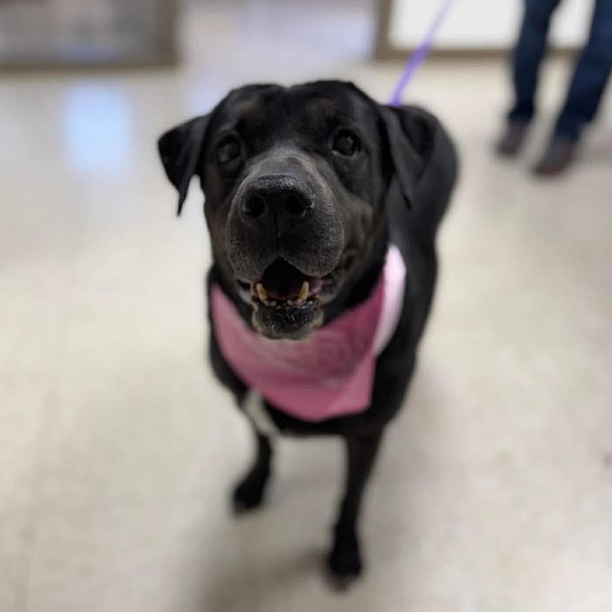 Mrs. Potato , ADOPTABLE, Senior Female Mixed Breed.