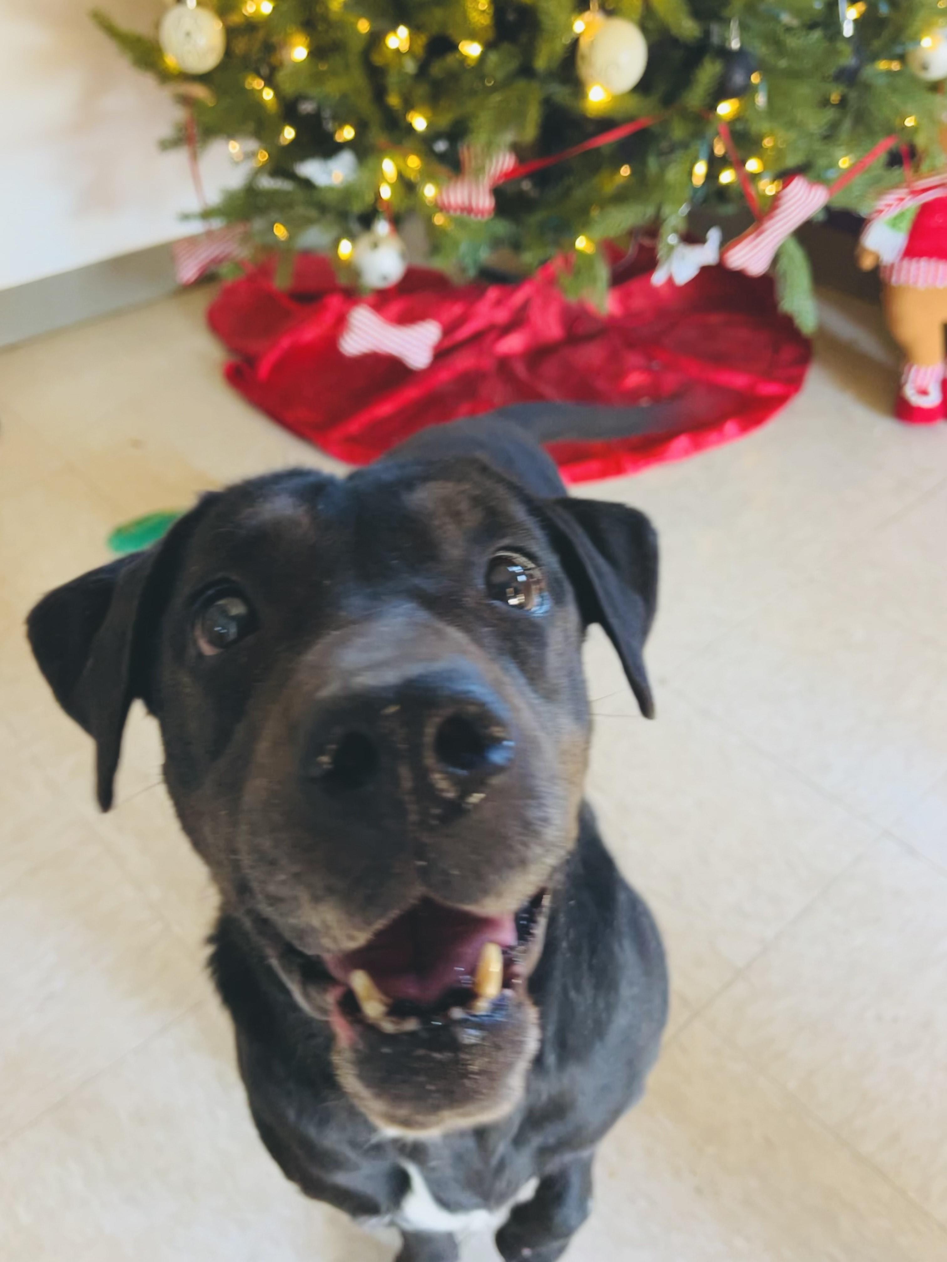 Enlarge Mrs. Potato , a ADOPTABLE Mixed Breed in Chickasha, OK image 3/3