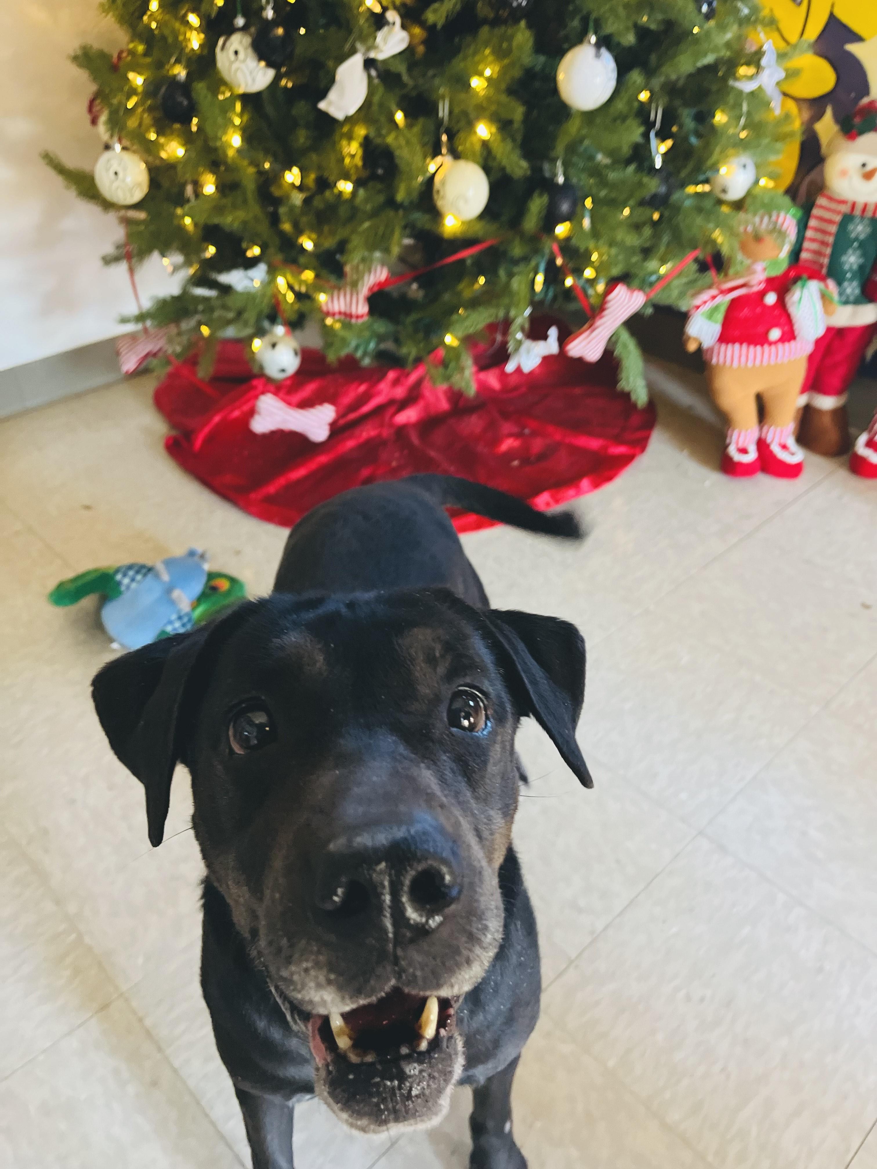 Enlarge Mrs. Potato , a ADOPTABLE Mixed Breed in Chickasha, OK image 2/3