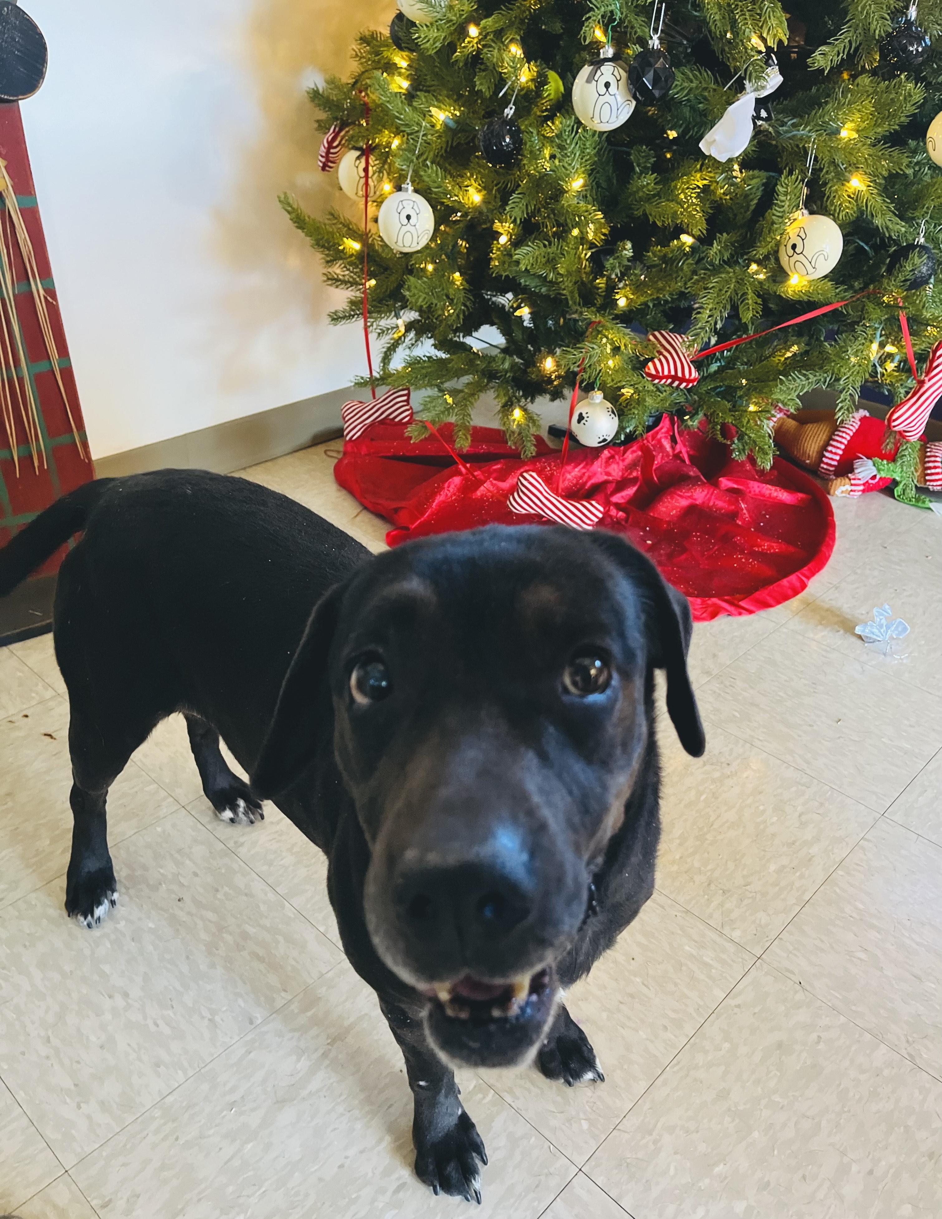 Enlarge Mrs. Potato , a ADOPTABLE Mixed Breed in Chickasha, OK image 1/3
