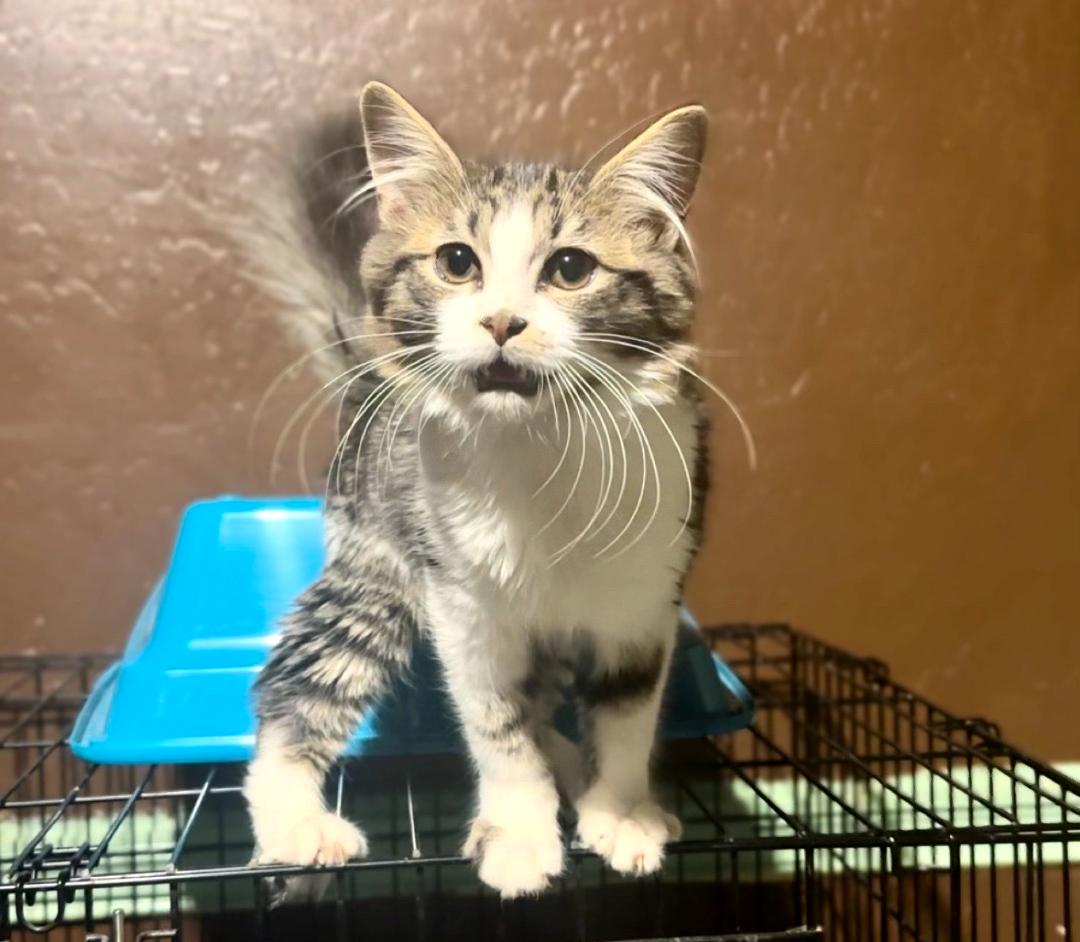 Crumble, Adopted, Young Male Domestic Short Hair.