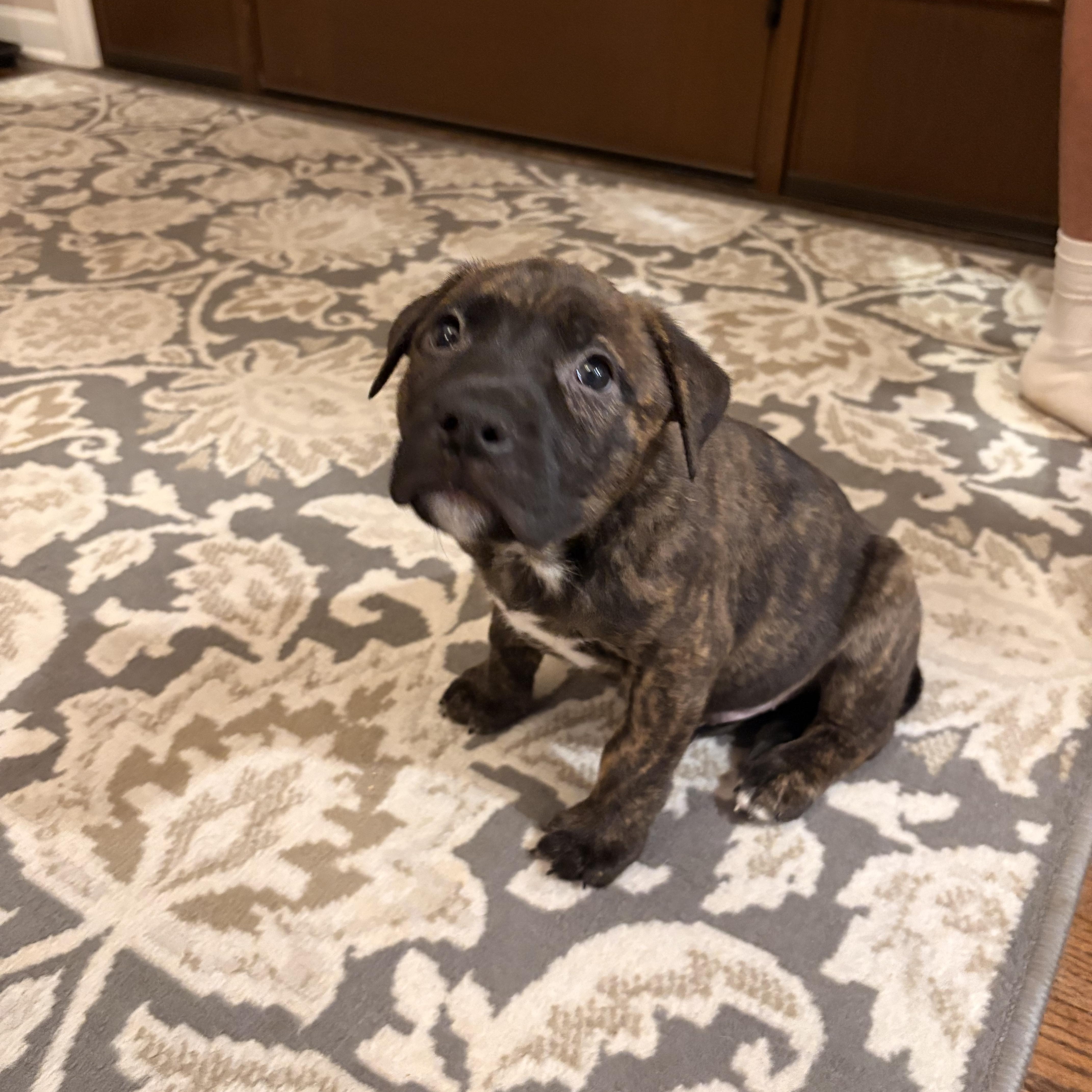 Enlarge Cash. ADOPTED, a ADOPTABLE mixed breed in Union Grove, WI image 2/4