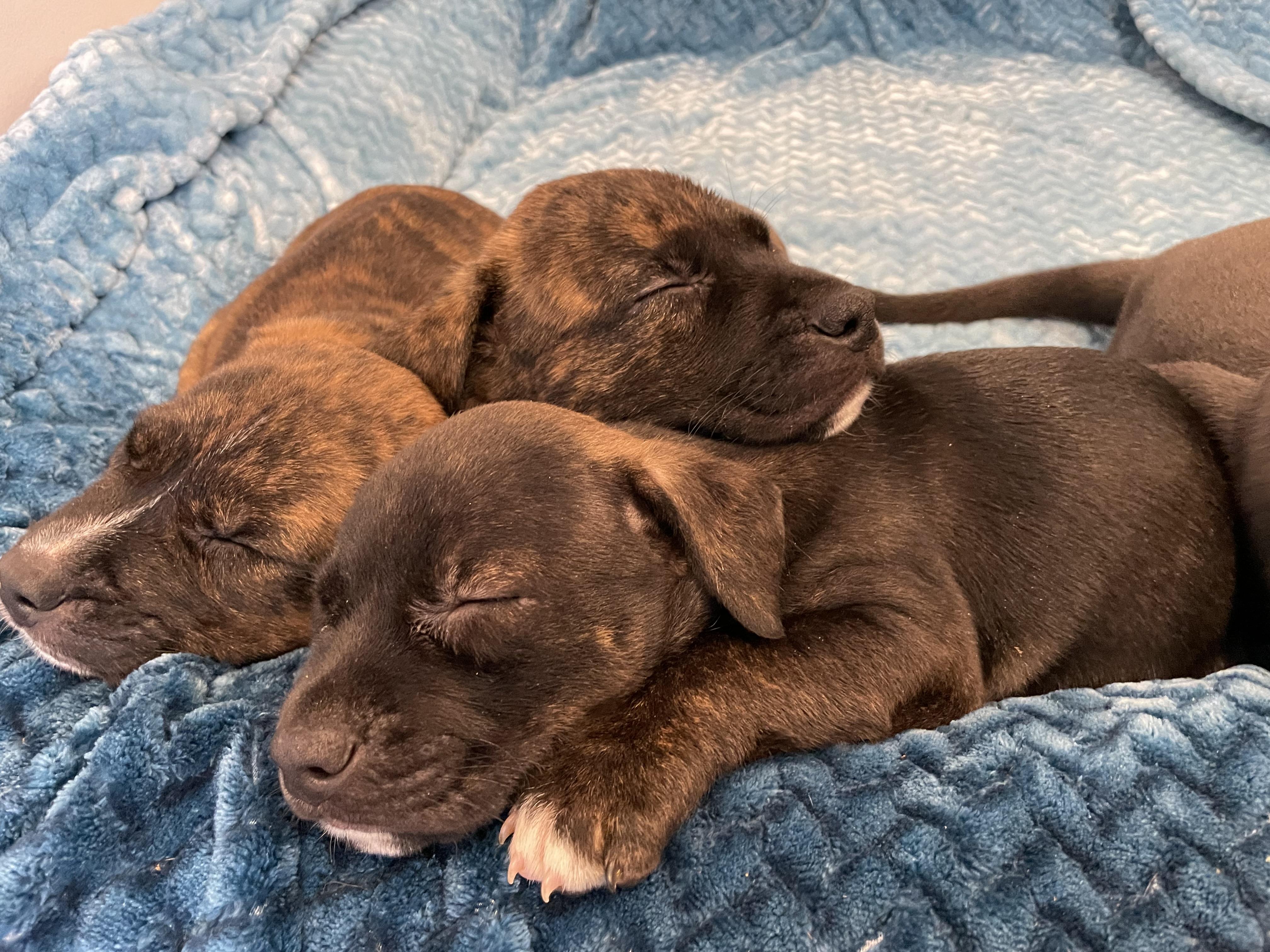 Enlarge Cash. ADOPTED, a ADOPTABLE mixed breed in Union Grove, WI image 3/4