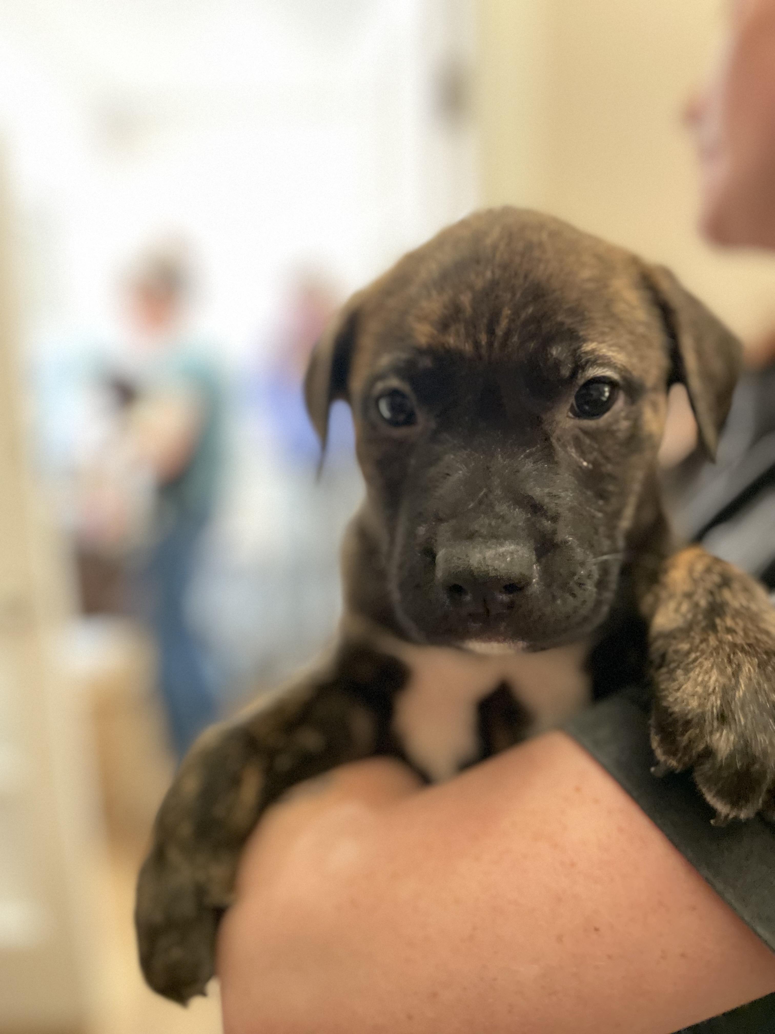 Cash. ADOPTED, ADOPTABLE, Puppy Male Catahoula Leopard Dog & Mastiff.