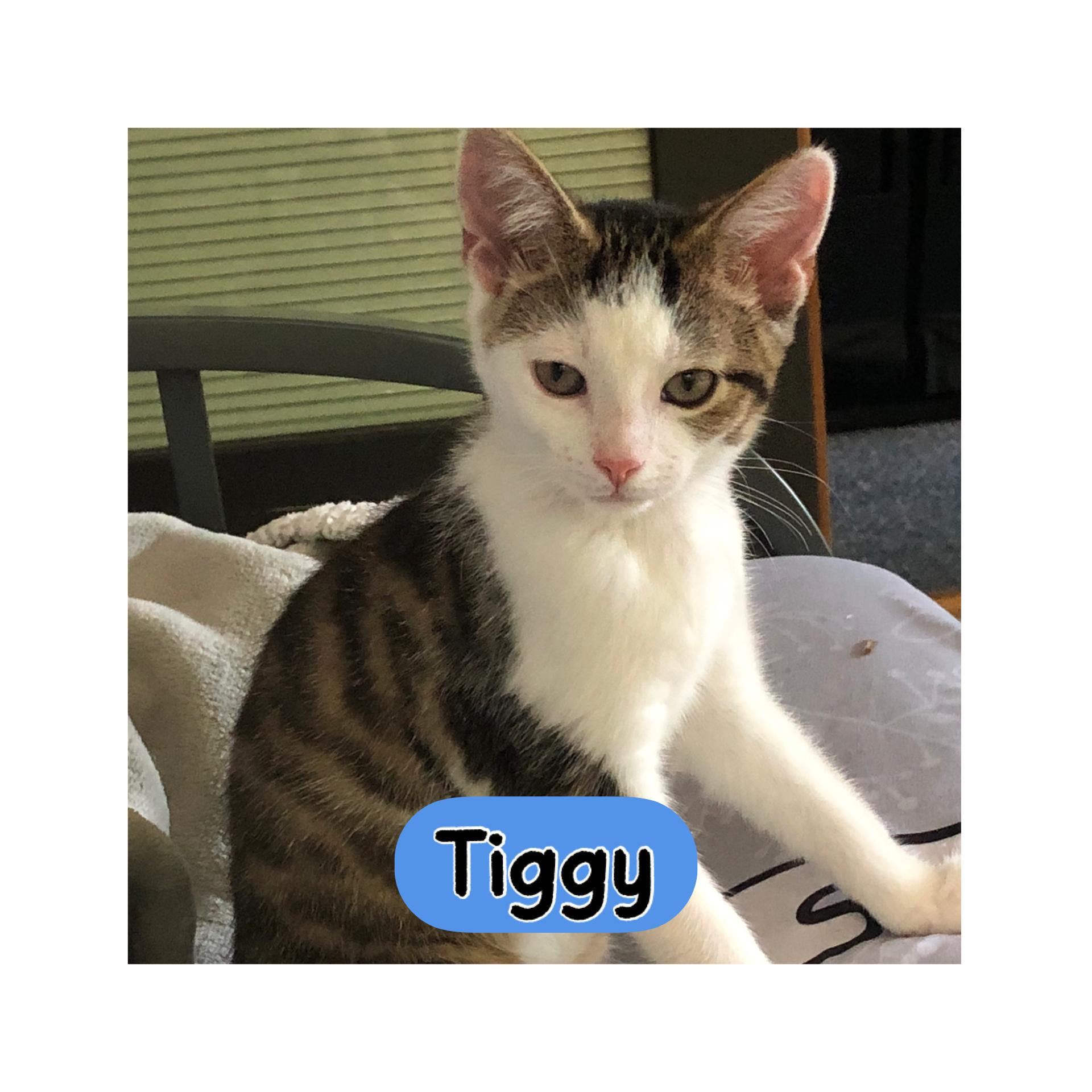 Tiggy, ADOPTABLE, Kitten Male Domestic Short Hair.