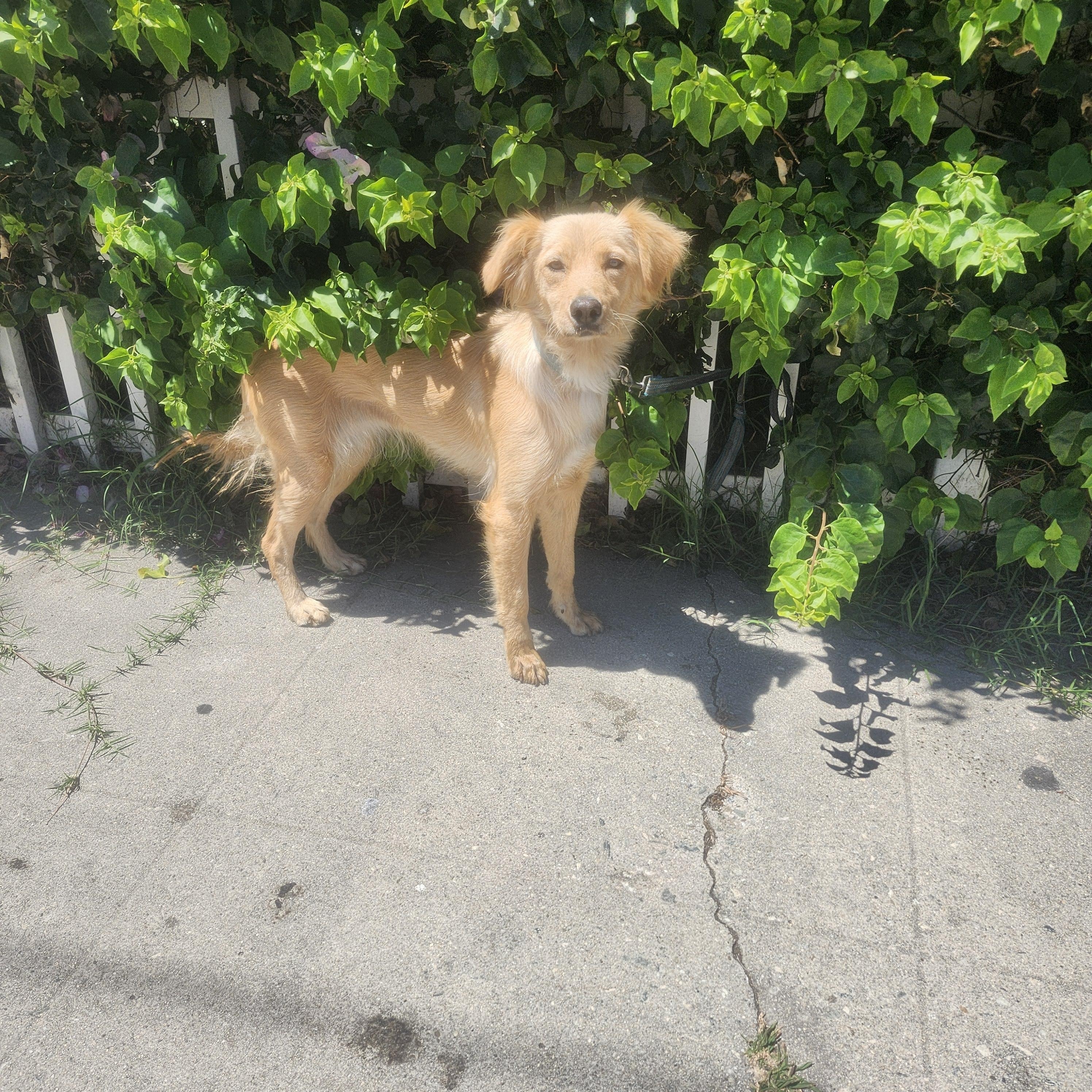 Luka, an adoptable Goldendoodle in Torrance, CA, 90505 | Photo Image 1