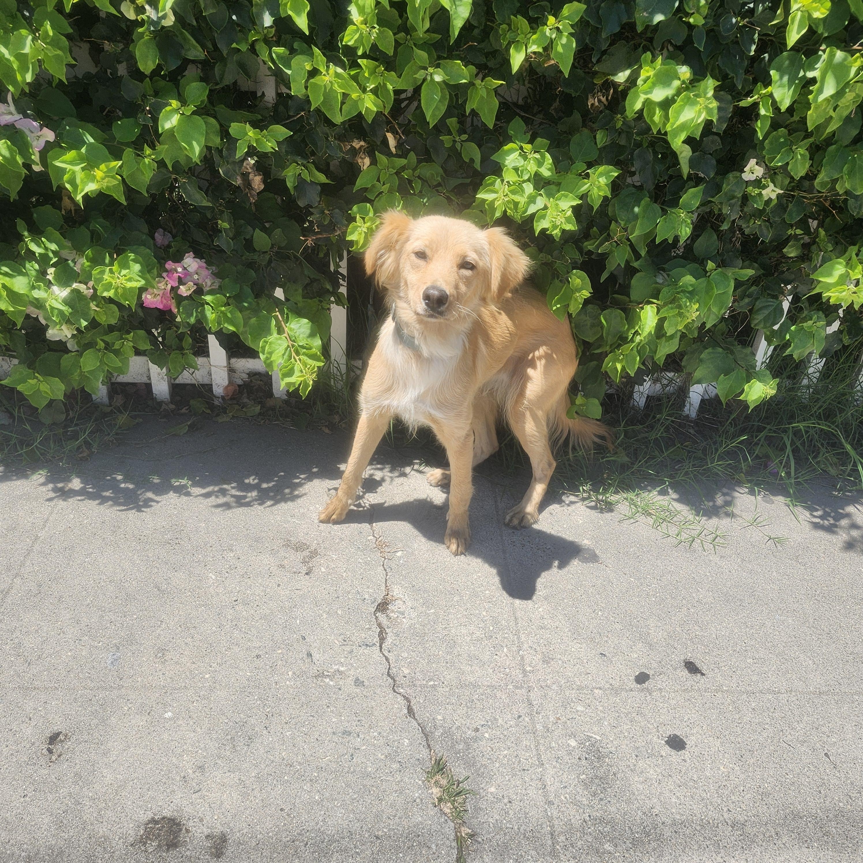 Luka, an adoptable Goldendoodle in Torrance, CA, 90505 | Photo Image 4