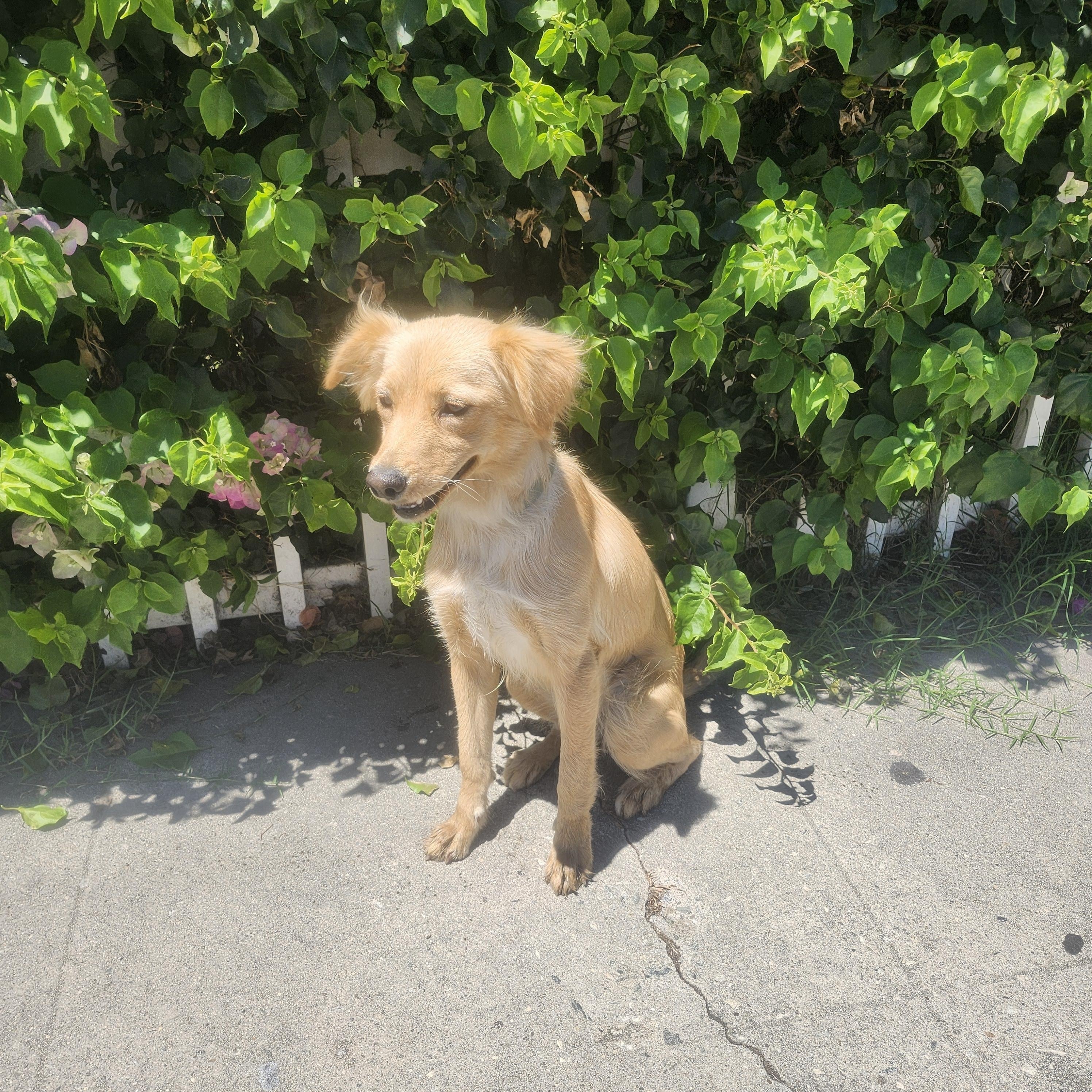 Luka, an adoptable Goldendoodle in Torrance, CA, 90505 | Photo Image 5