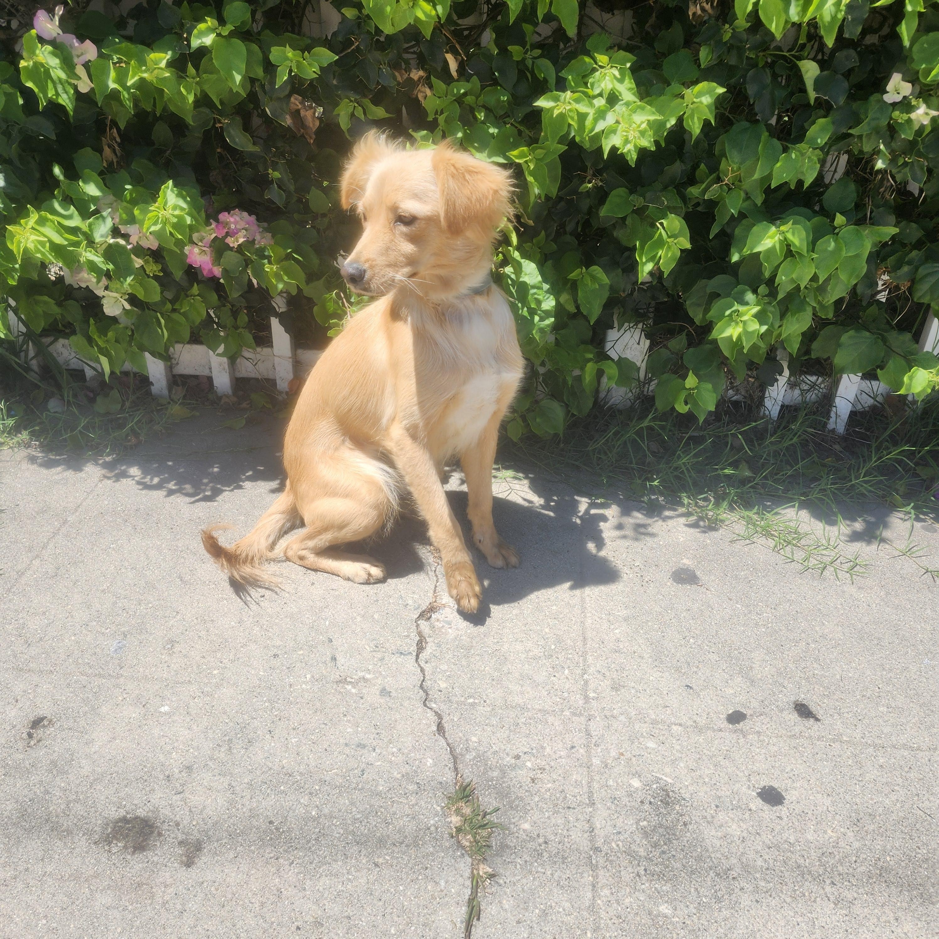 Luka, an adoptable Goldendoodle in Torrance, CA, 90505 | Photo Image 3